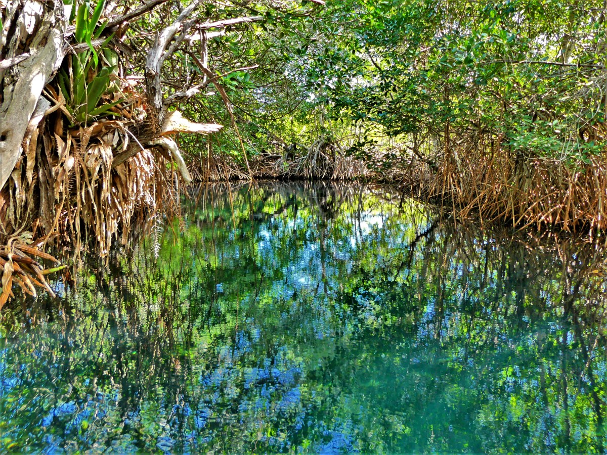 cenote tortuga.jpg