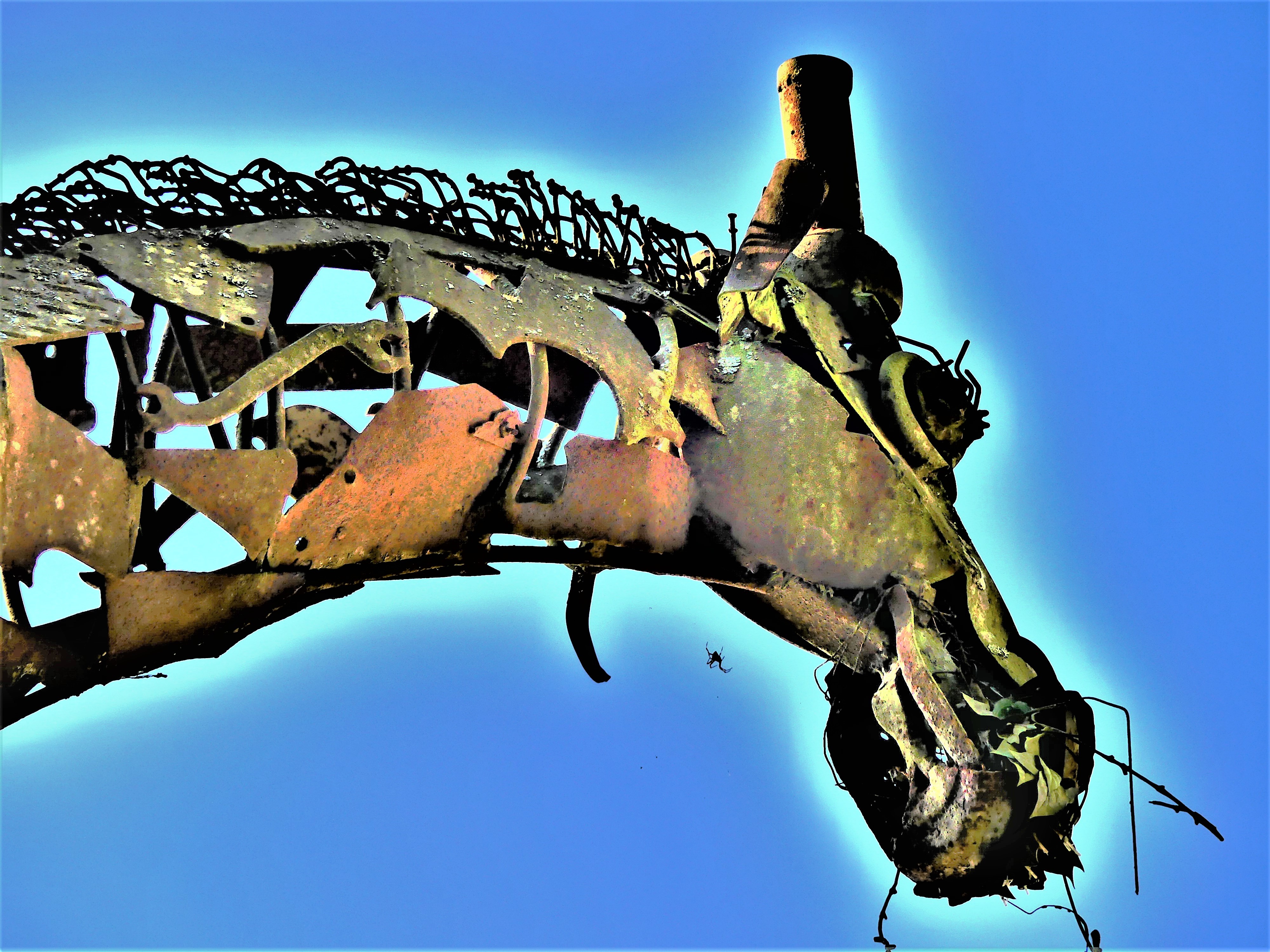 giraffe head (2).jpg