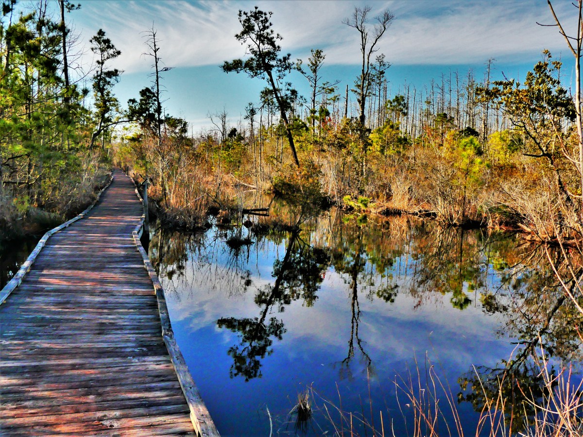 Alligator River National Wildlife Refuge trail