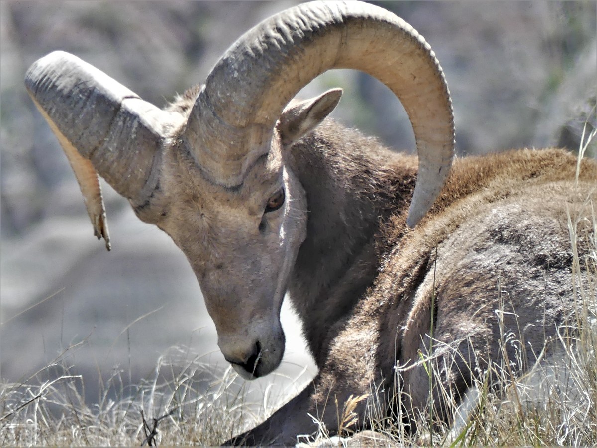 Badlands bighorn sheep