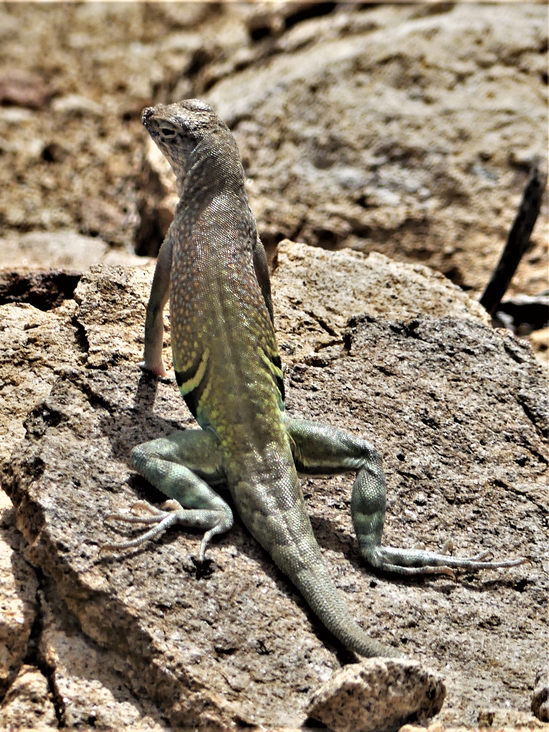 Big Bend lizard