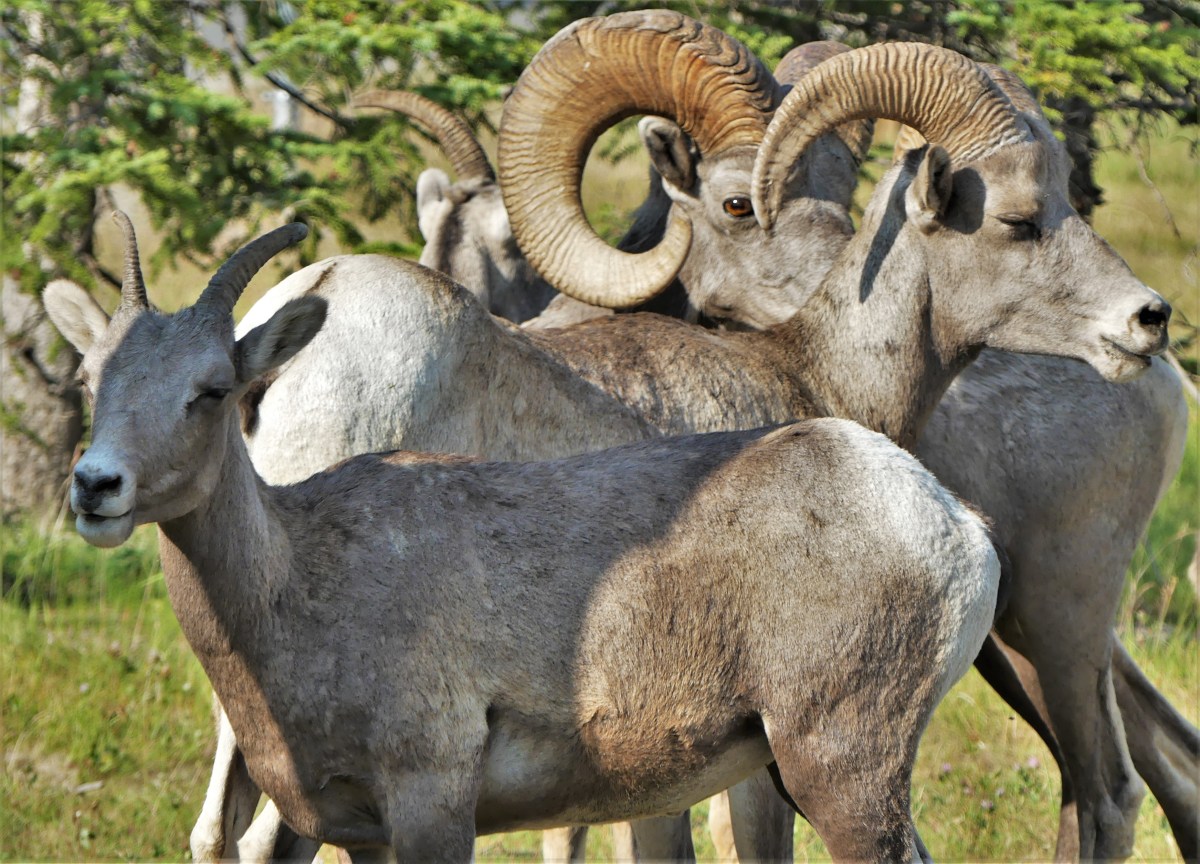 bighorn flock.jpg