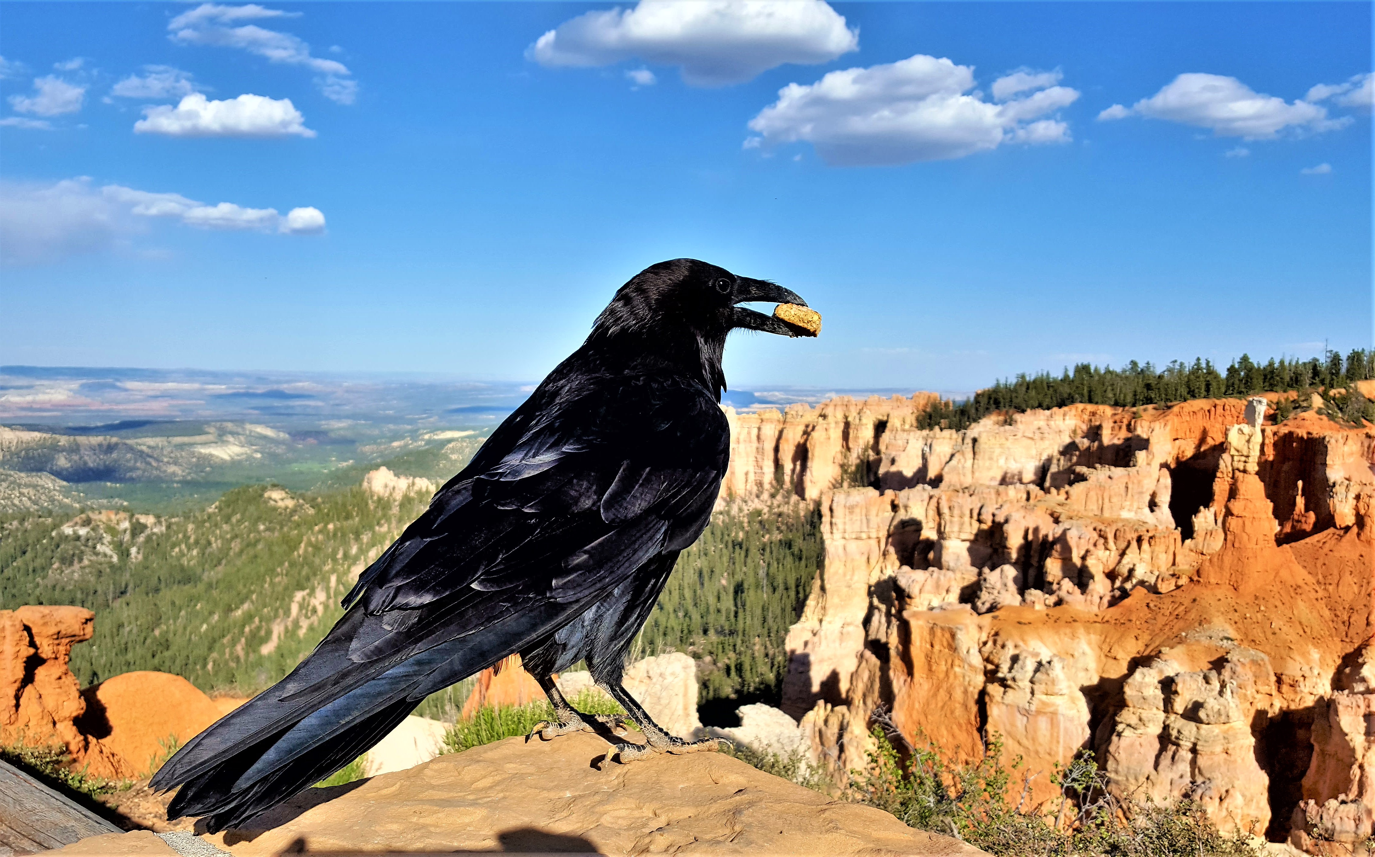 Bryce Canyon raven.jpg