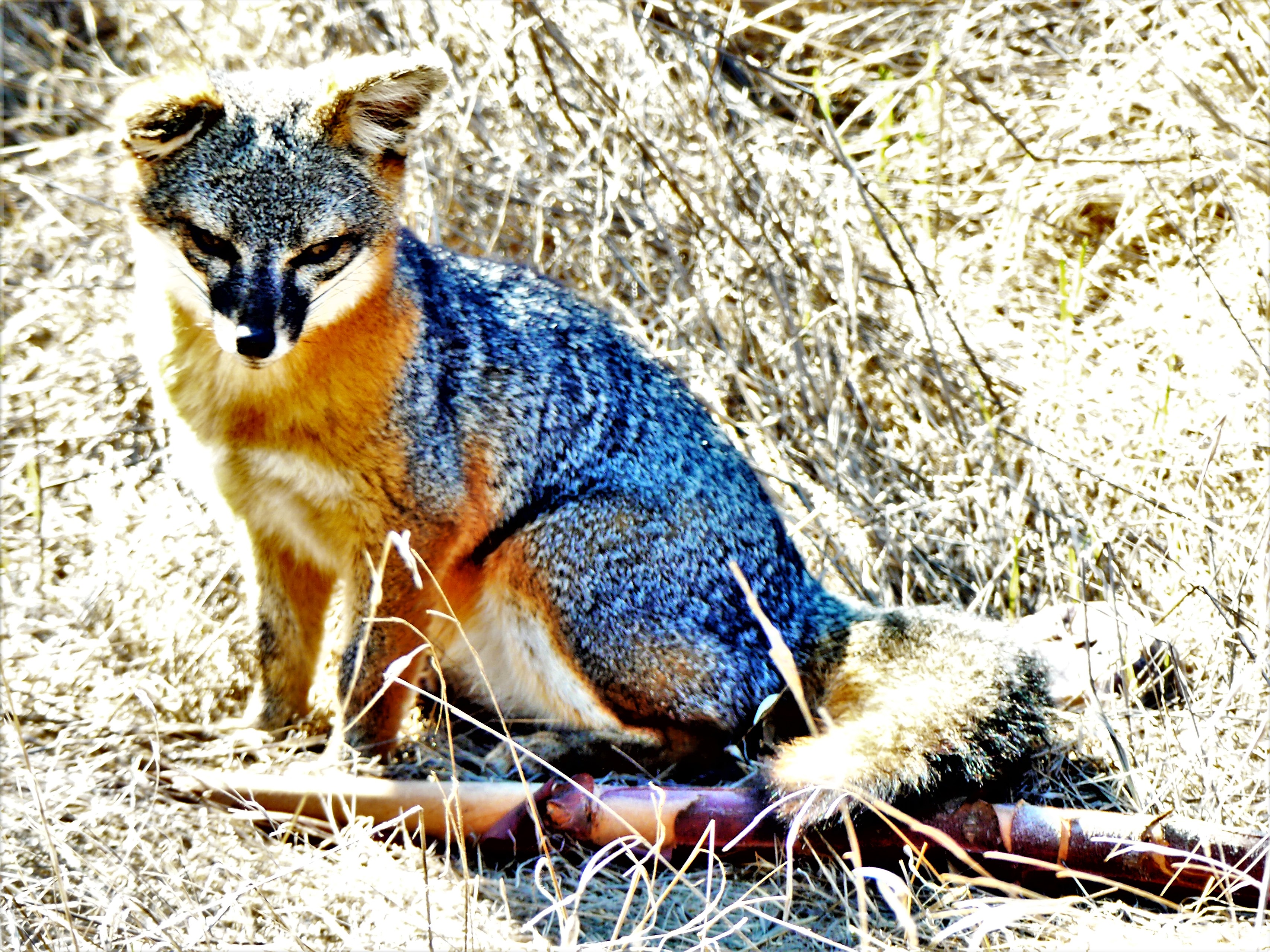Channel Islands blue fox