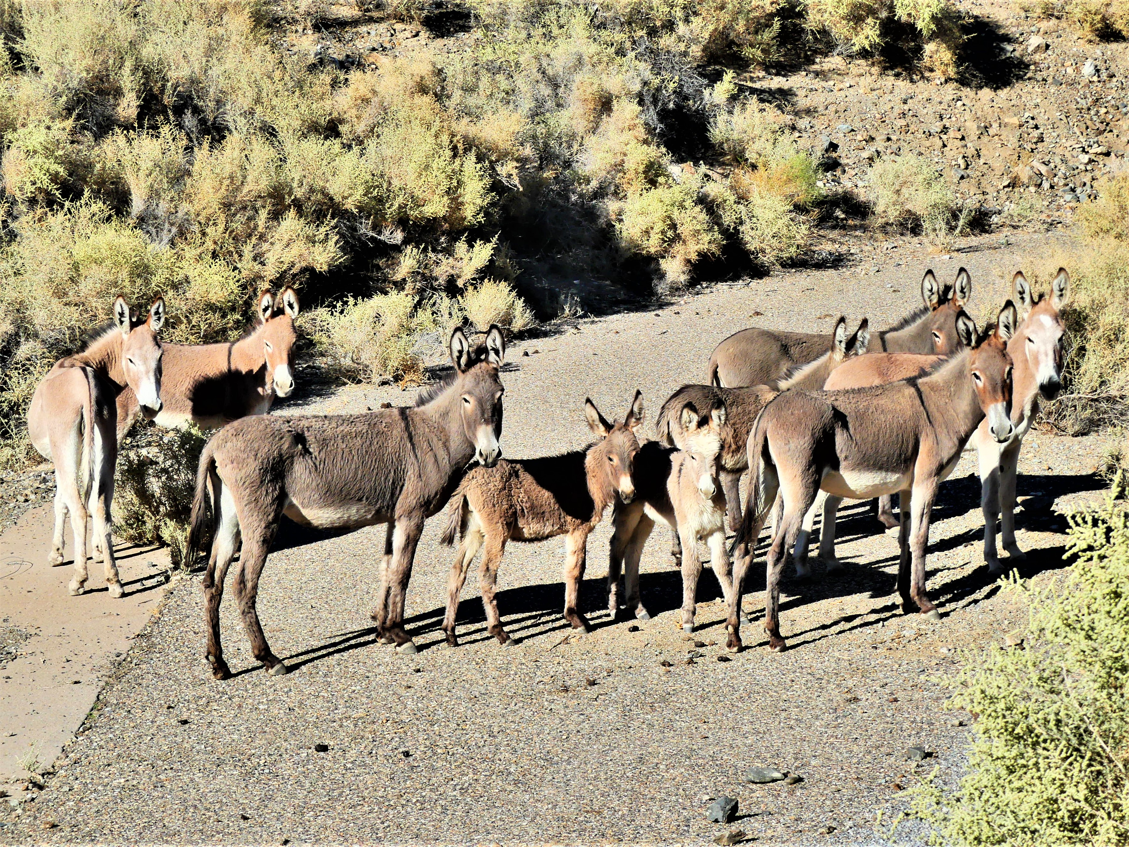 Death Valley mules