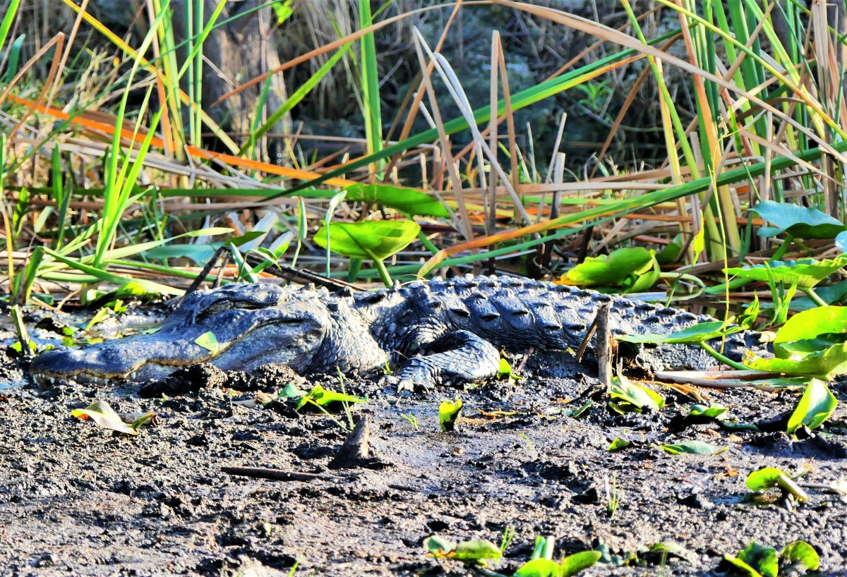 Everglades alligator