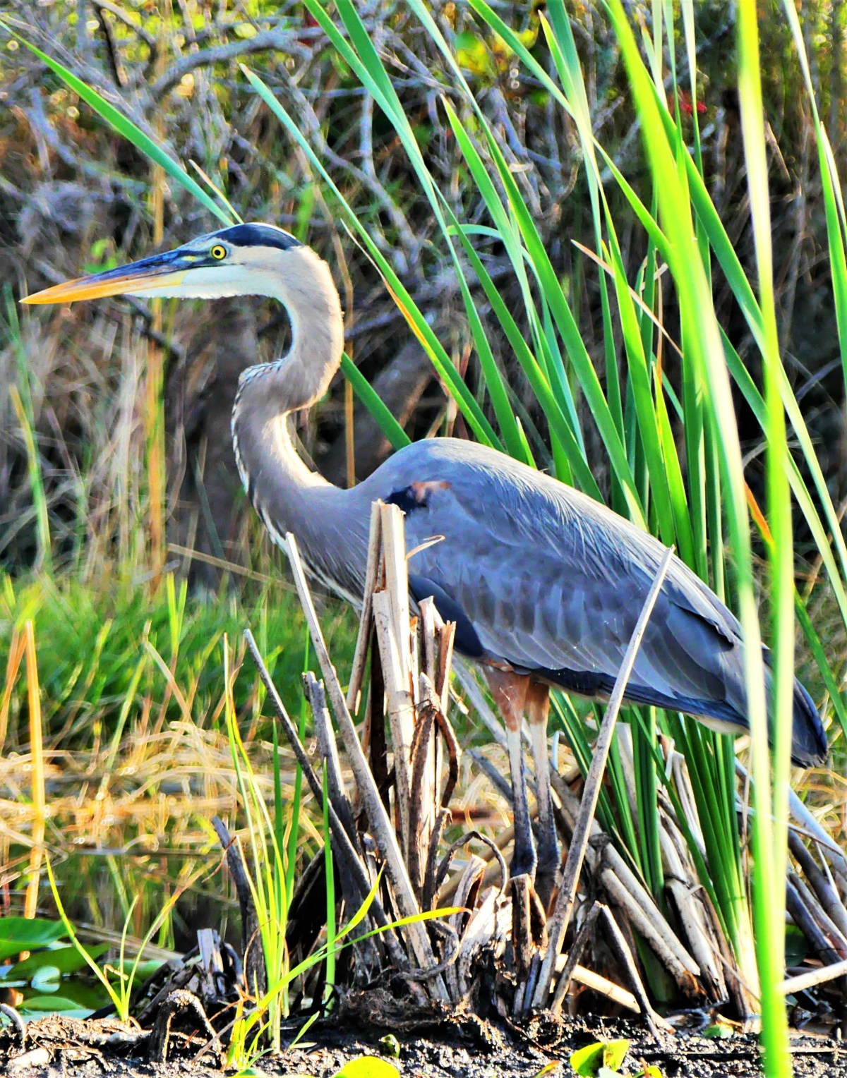 Everglades great blue heron