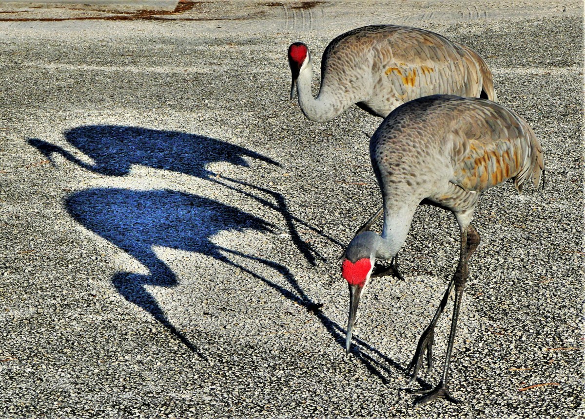 Everglades sand cranes1