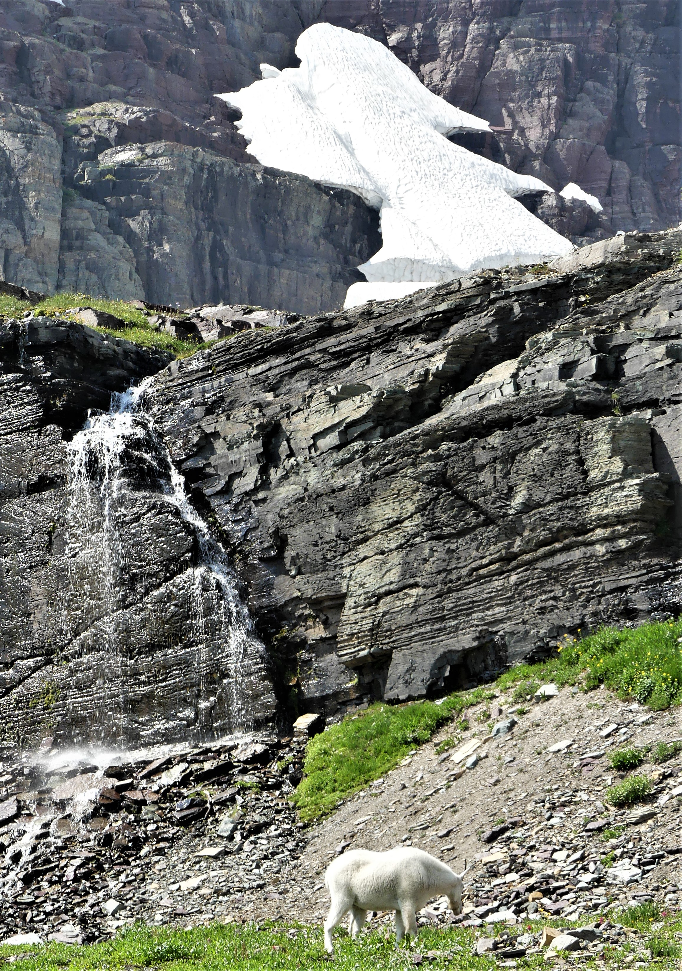 Glacier NP mountain goat