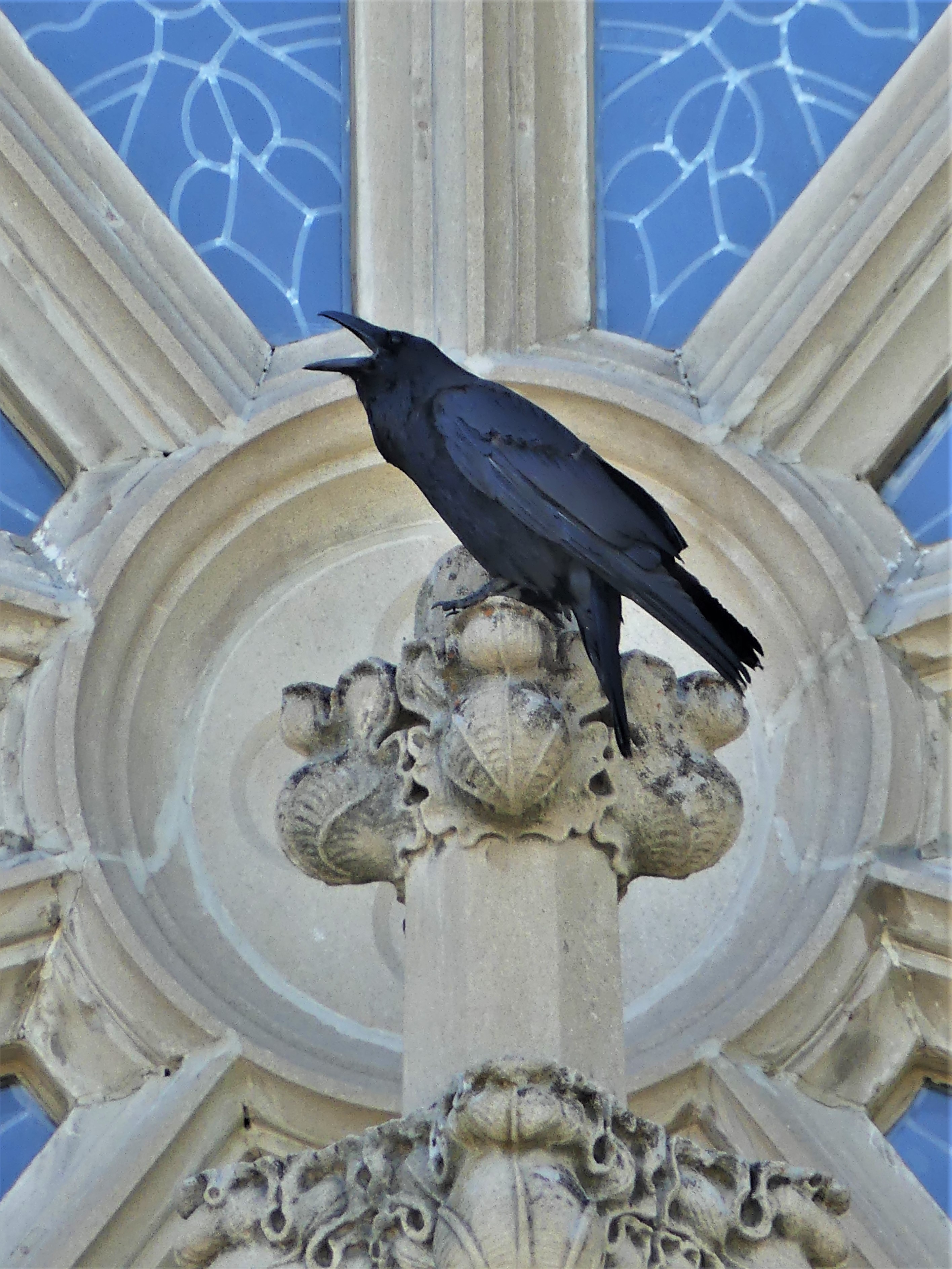 Helena Cathedral raven