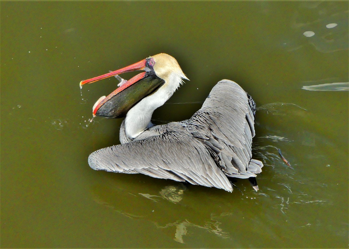 Naples pelican.jpg