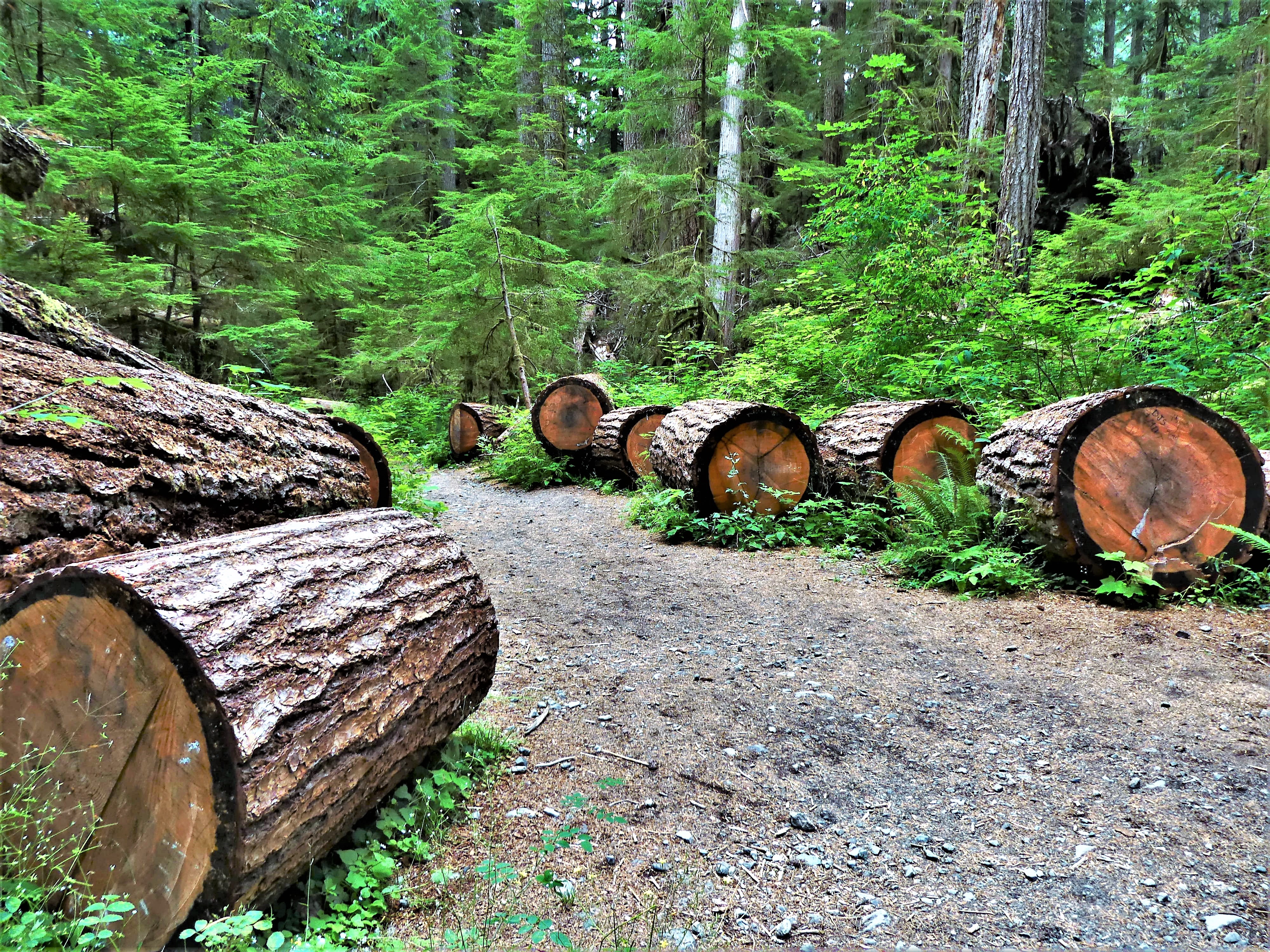 Olympic staircase trail