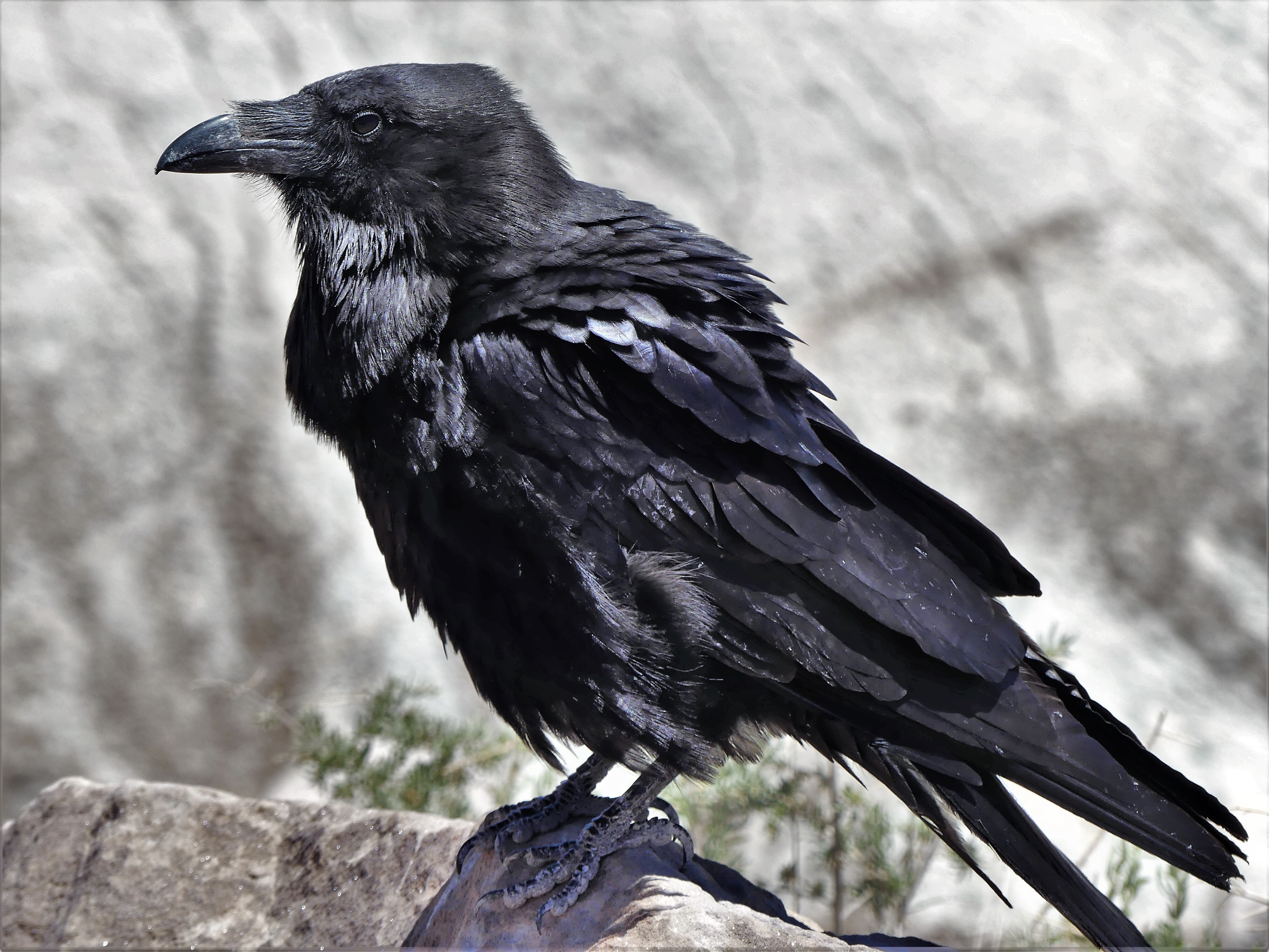 Painted Desert raven