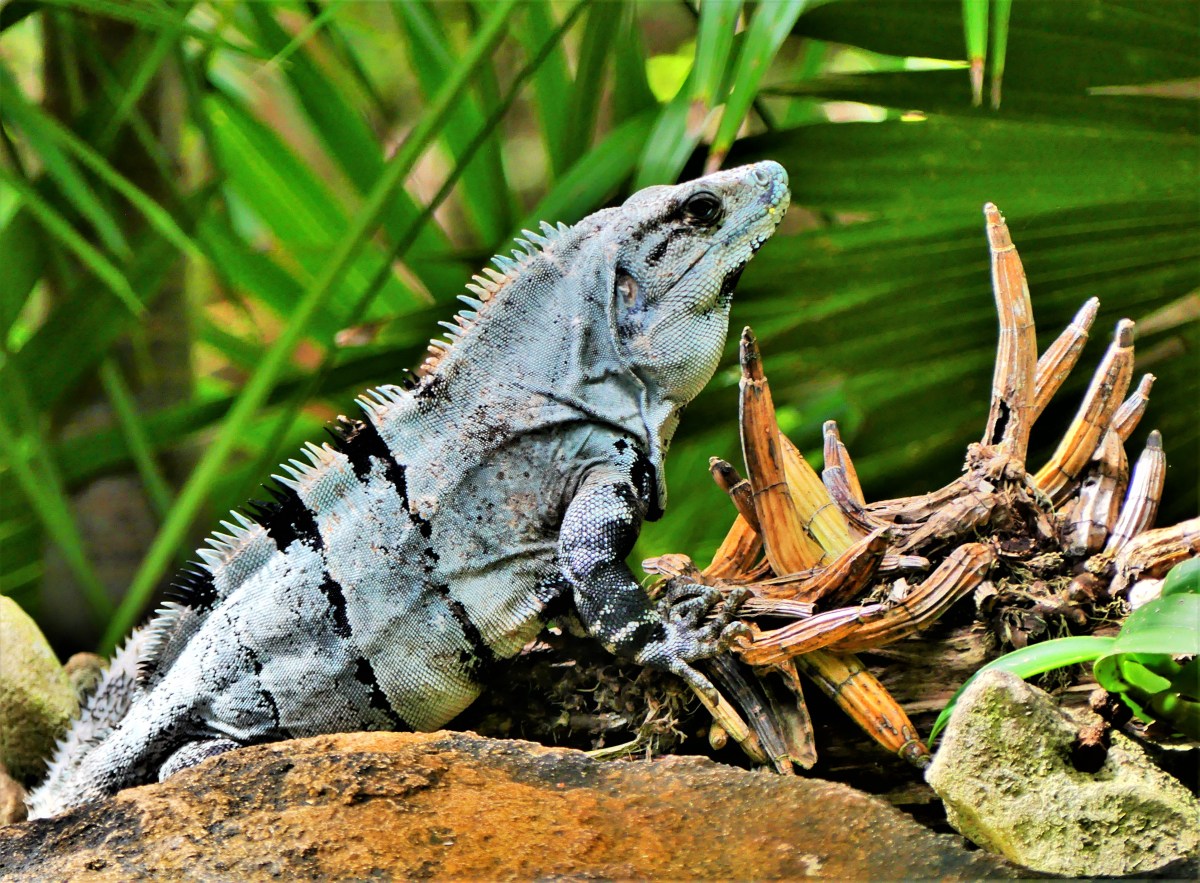 Playa del Camen iguana