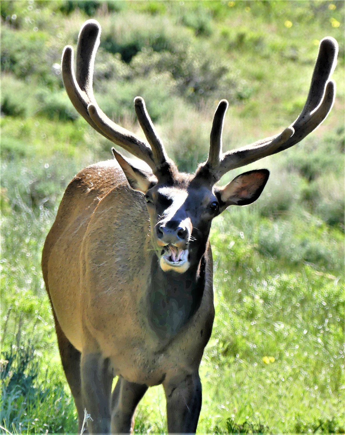 Rocky Mountain elk