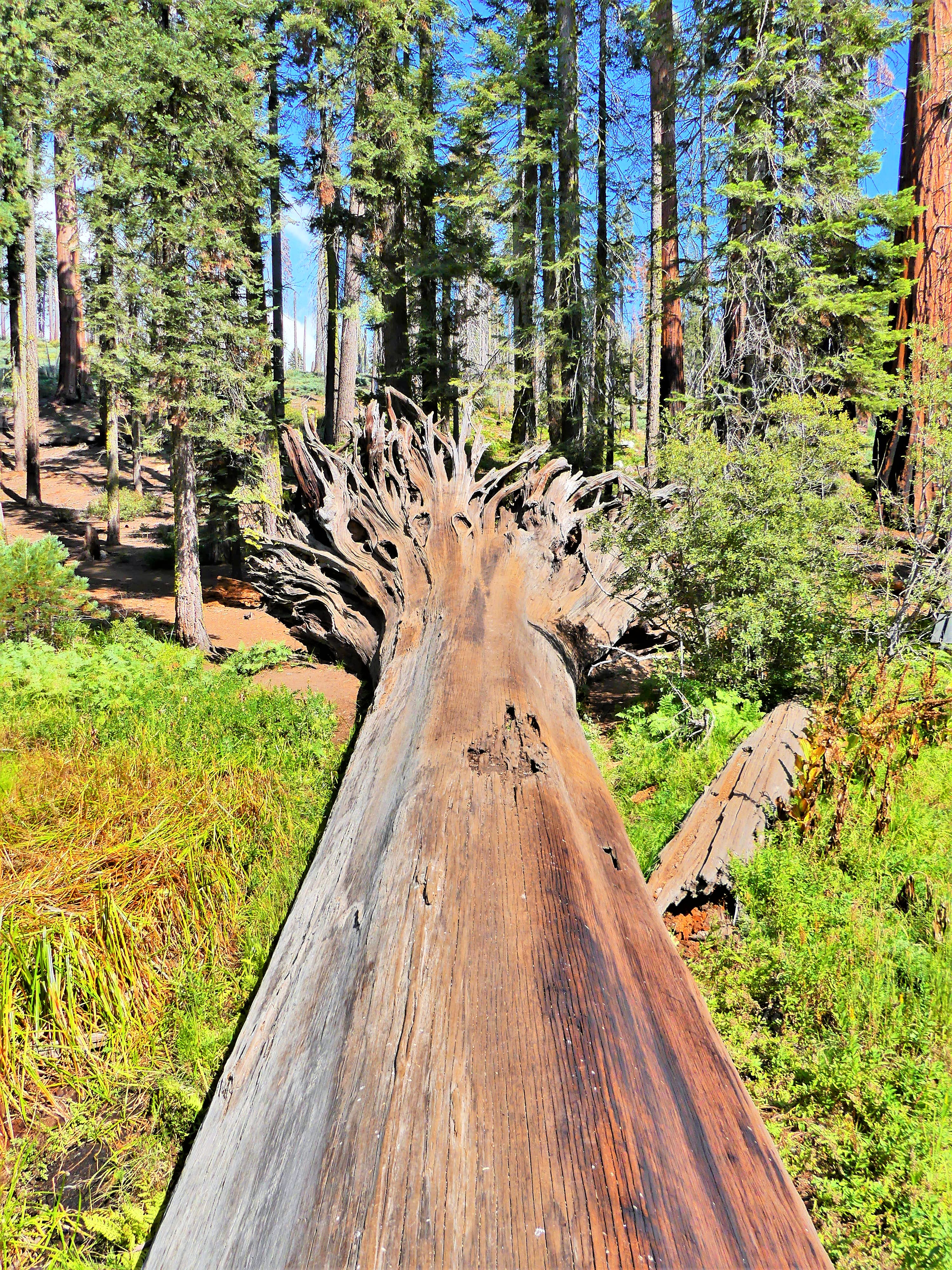Sequoia Cedar Grove trail