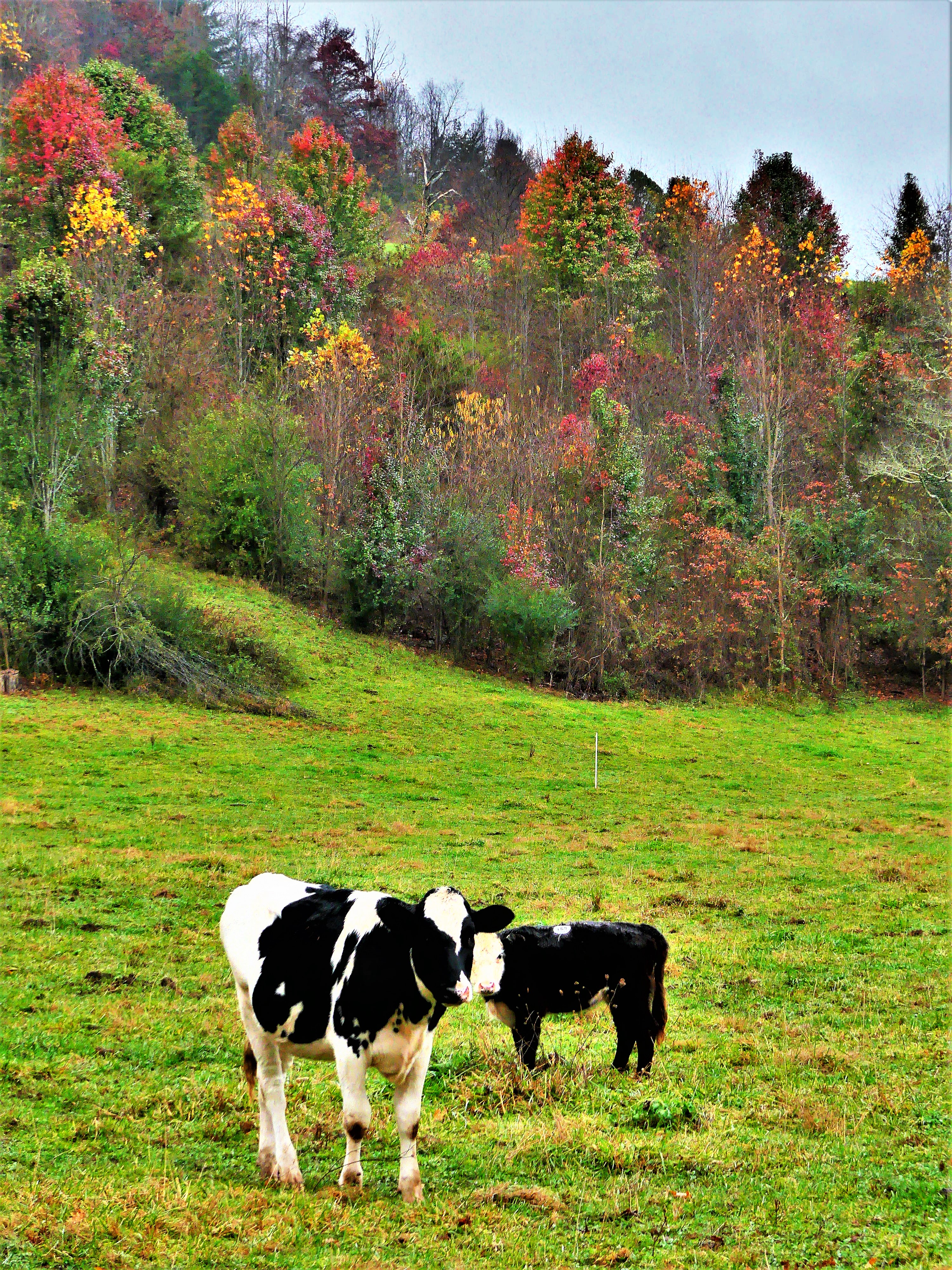 Smoky Mountain cows