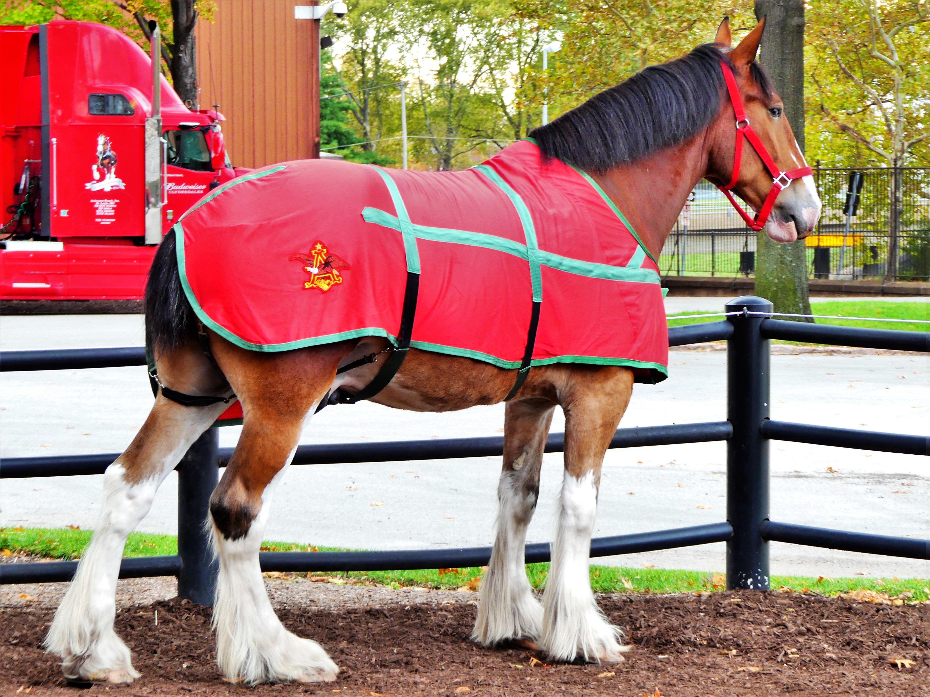 St. Louis Clydesdale
