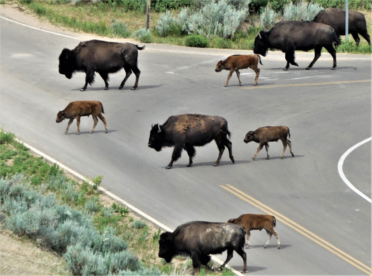 Teddy Roosevelt buffalo road