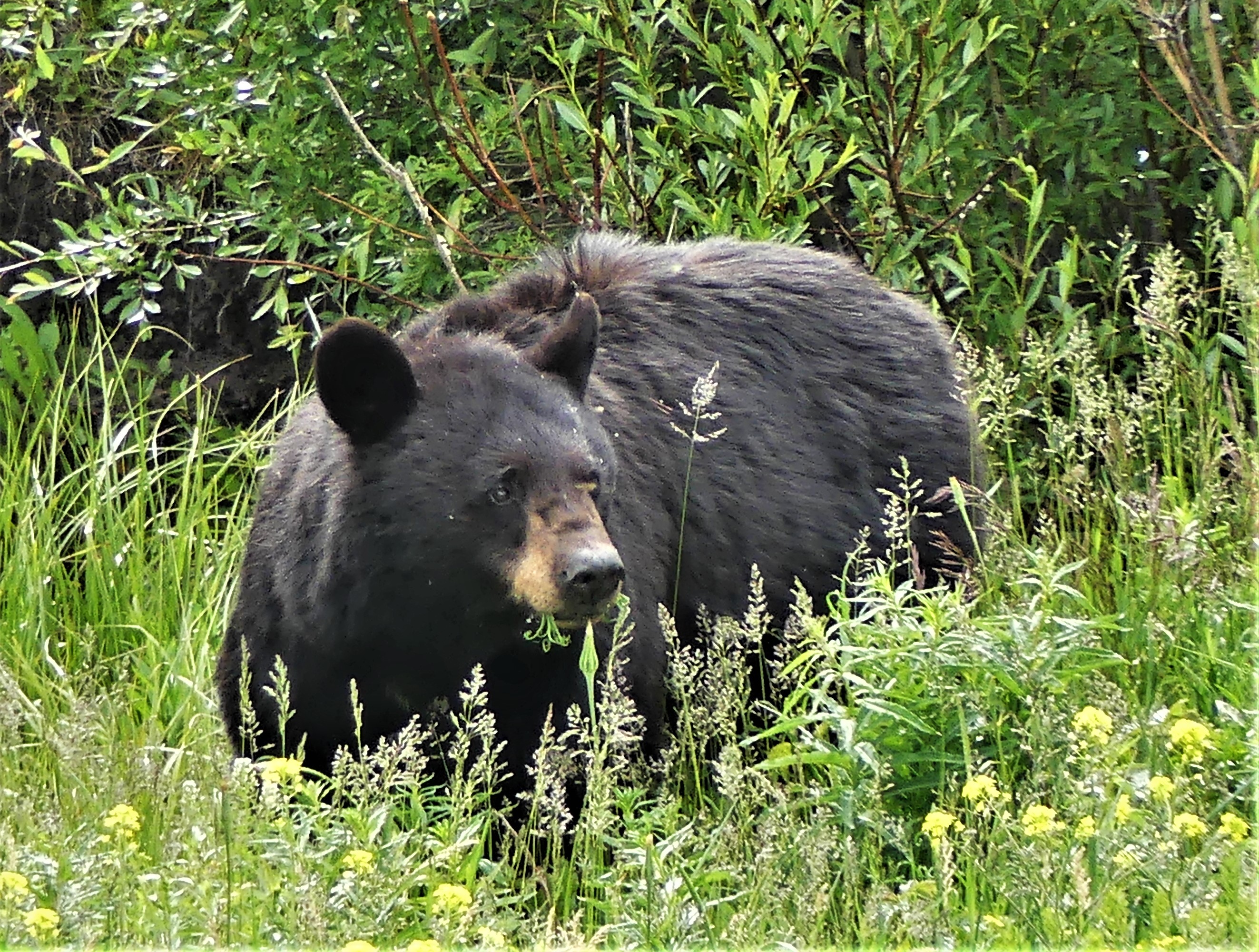 Yellowstone black bear