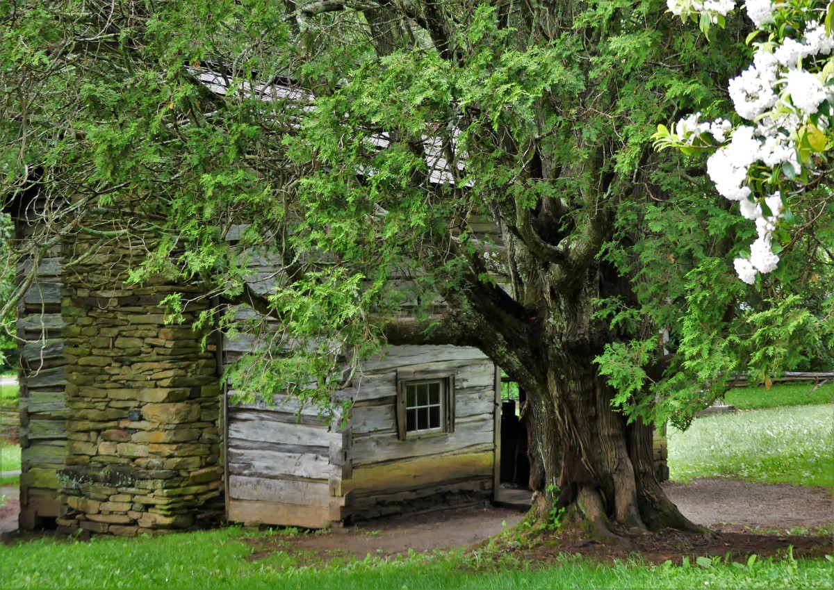 farmhouse with hemlock