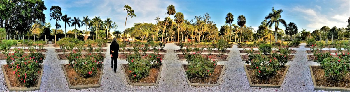 Mable's Rose Garden of Ca'd'zan, Sarasota
