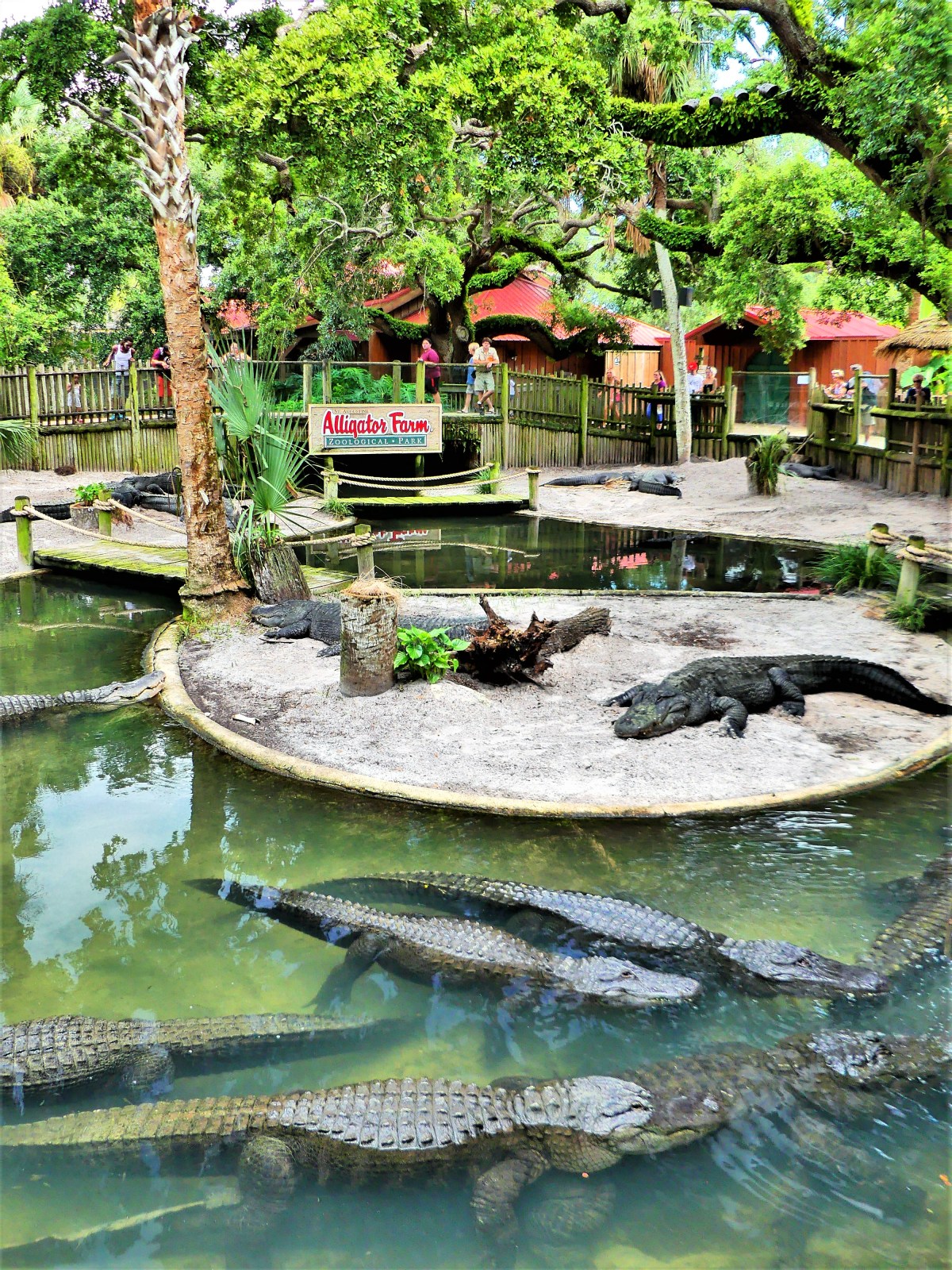 Alligator lagoon.jpg