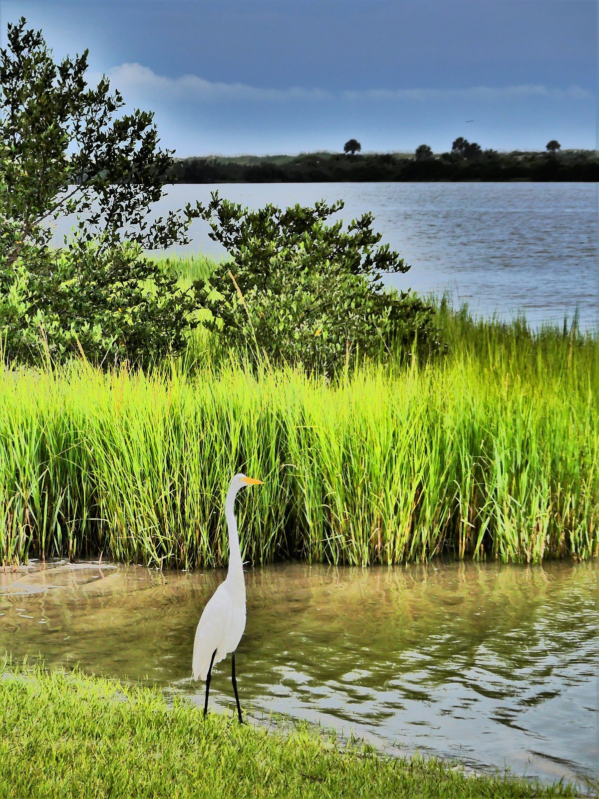 egret on the shore1.jpg