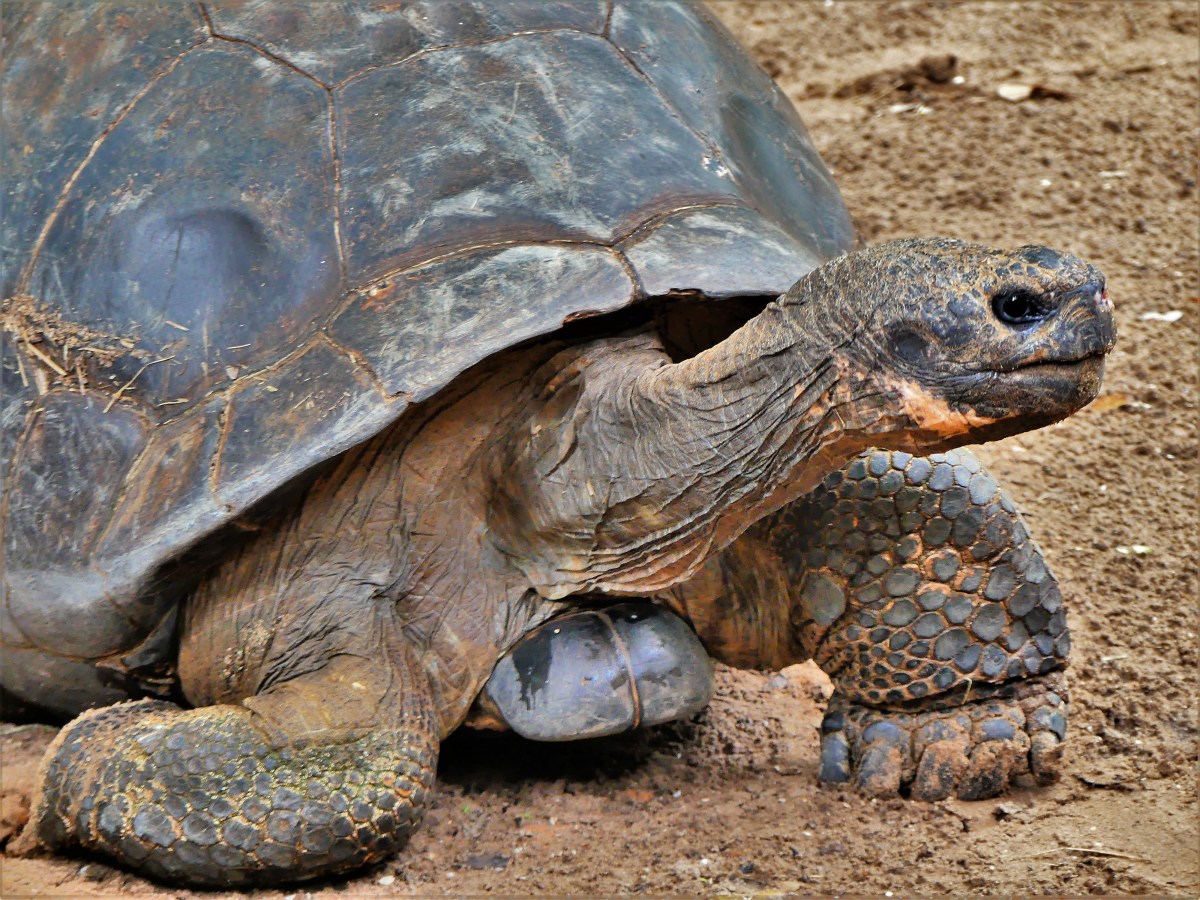 Galapagos tortoise1.jpg