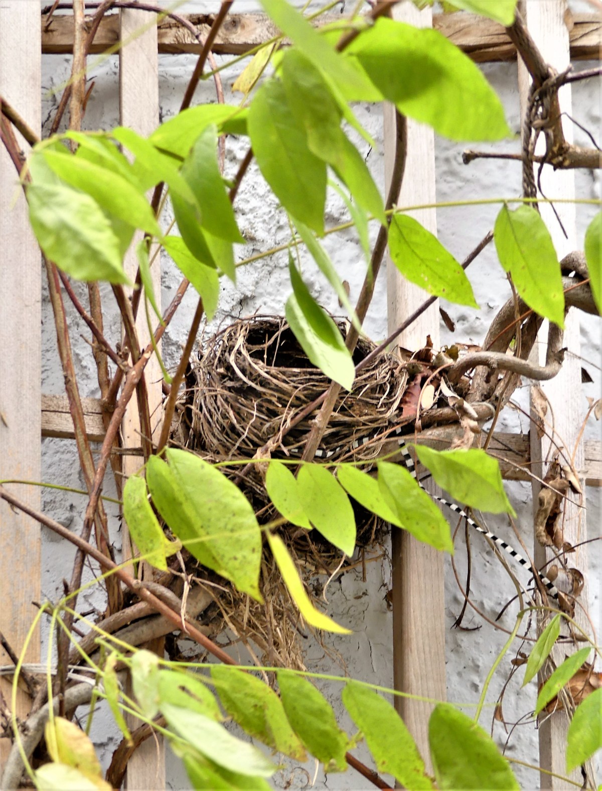 nesting vine