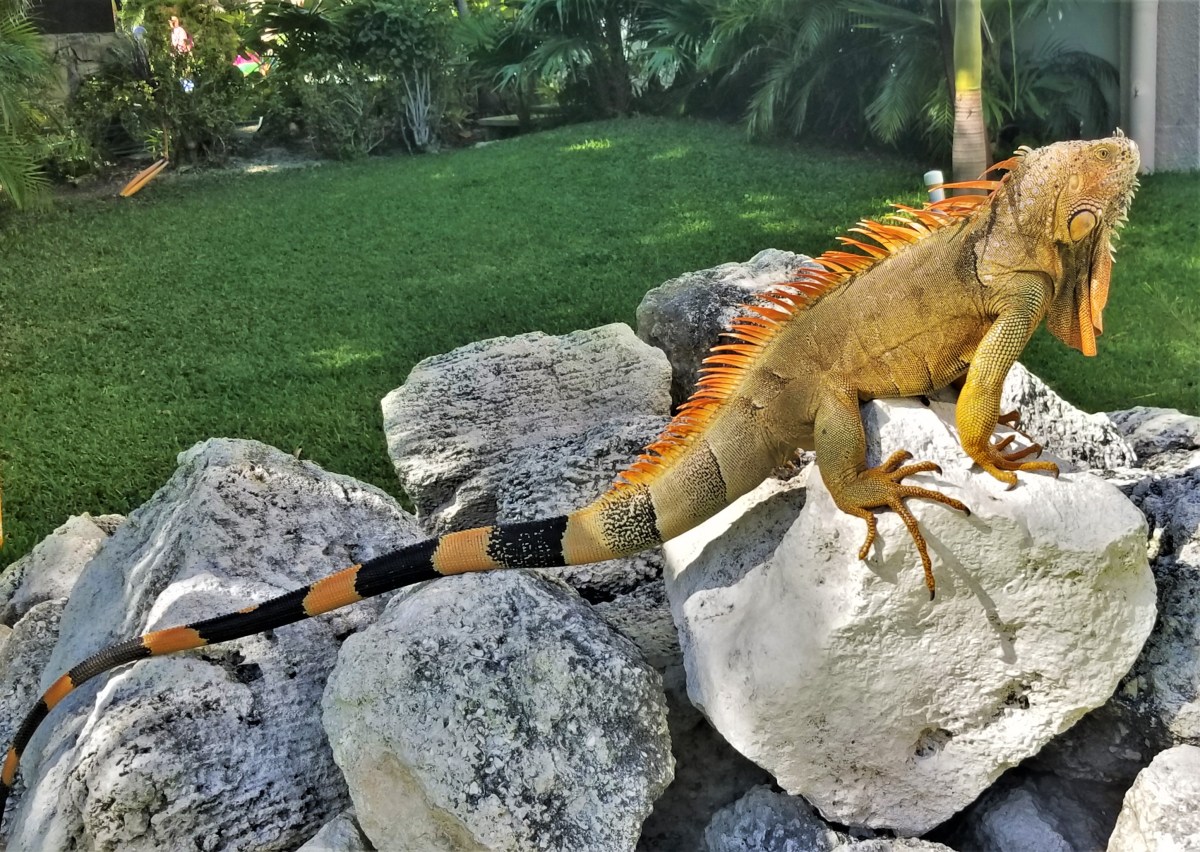 iguana king