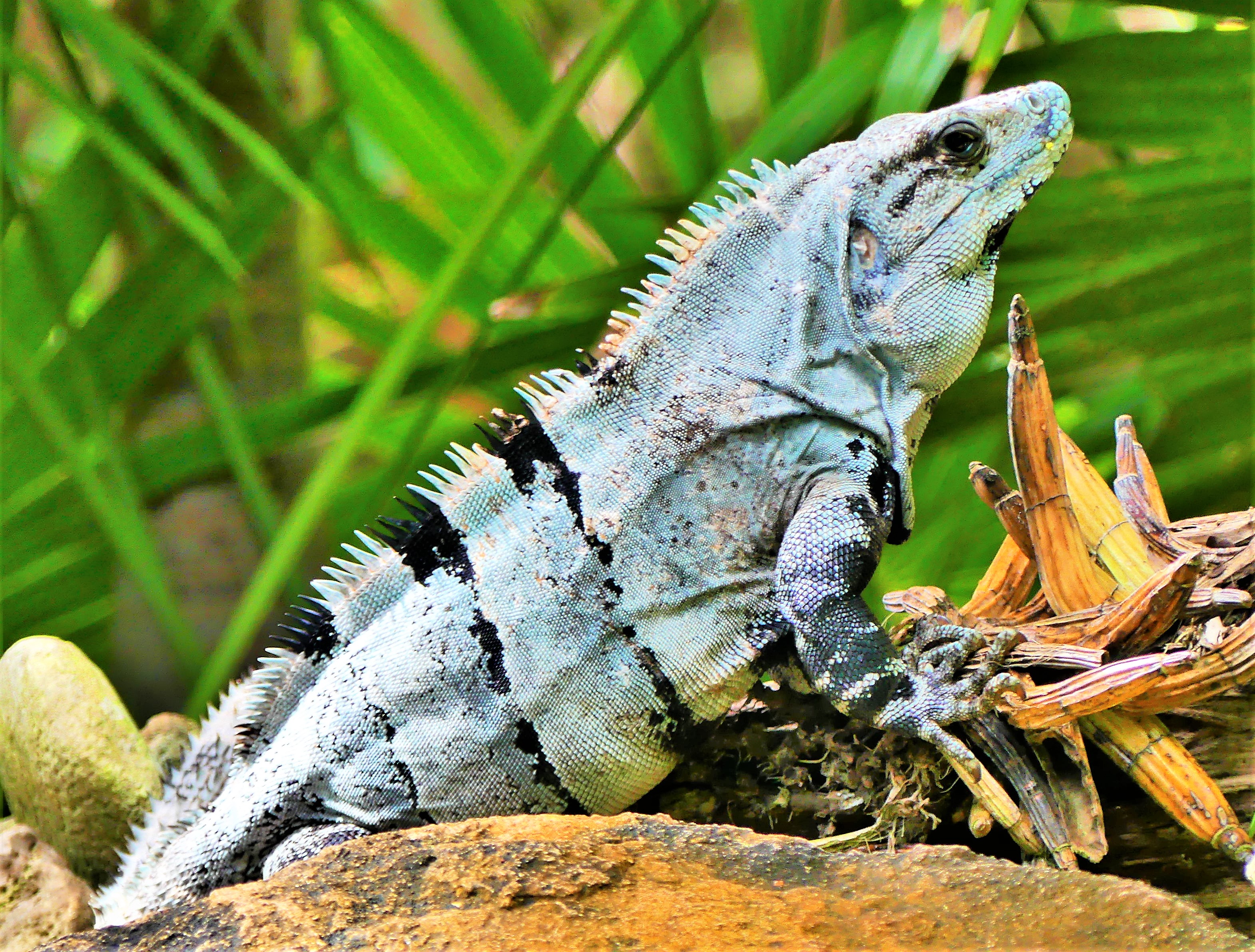 blue iguana