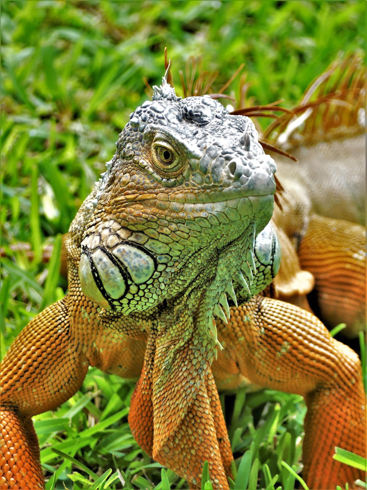 iguana (2)