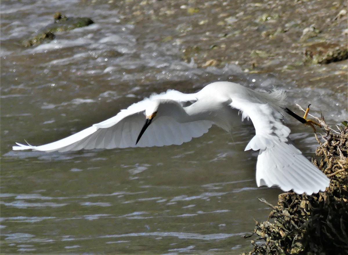 egret takes off