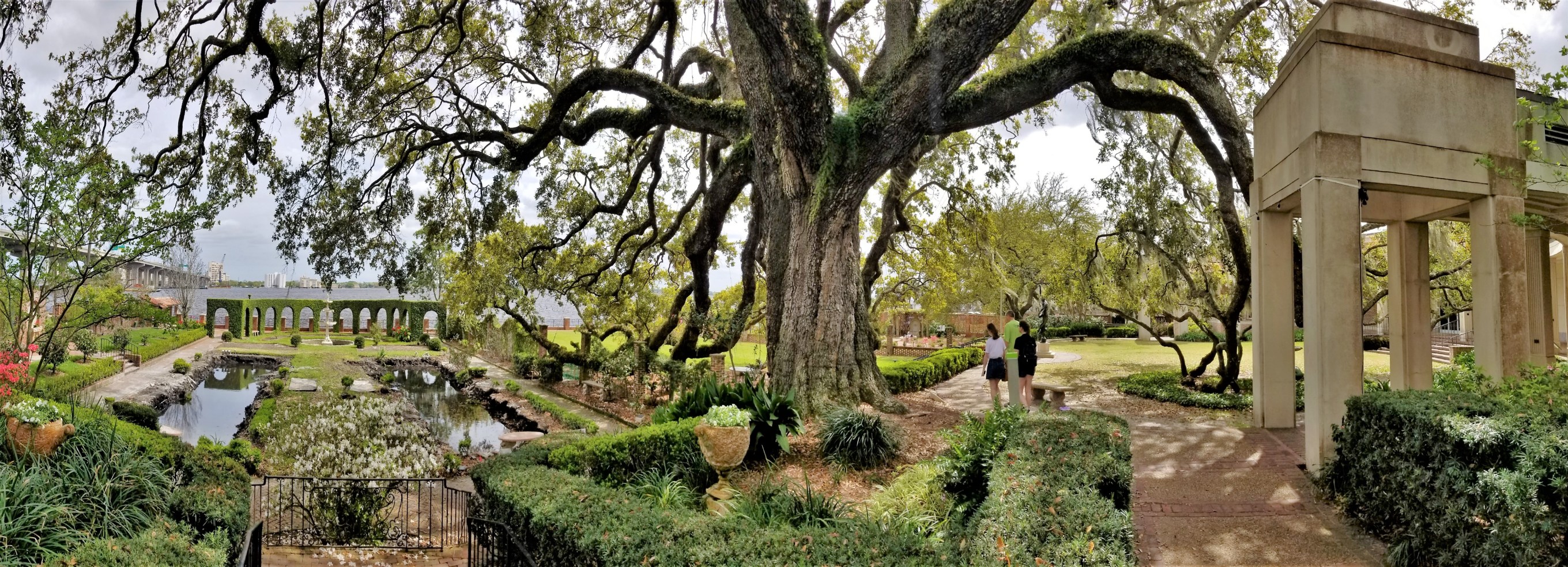 live oak over gardens