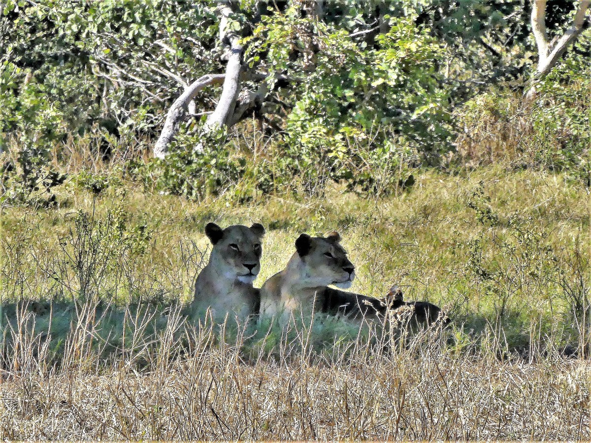 2 female lions