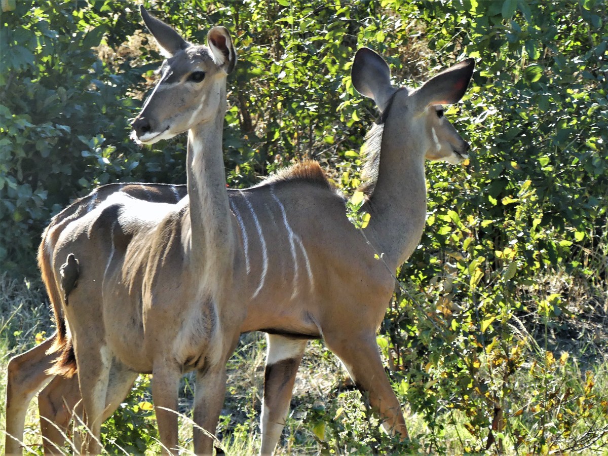 2 kudus