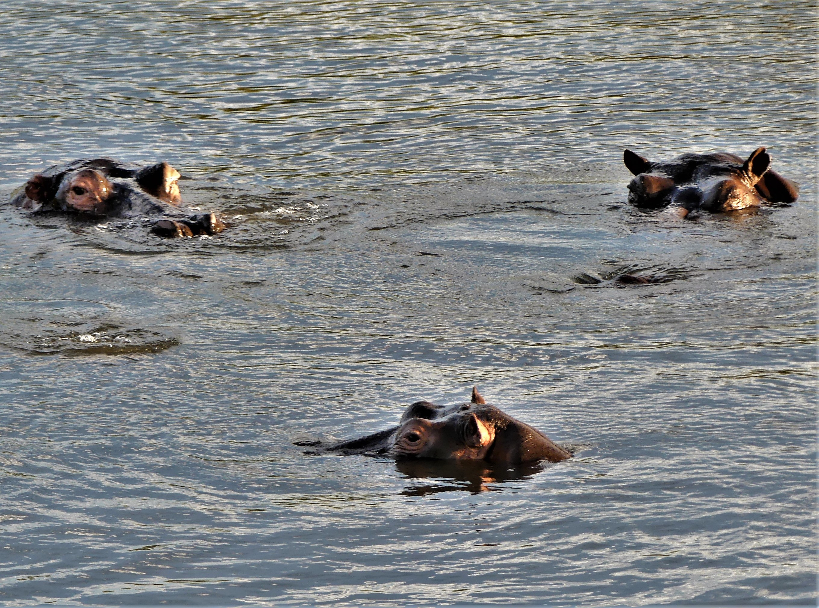 3 hippos skimming the surface