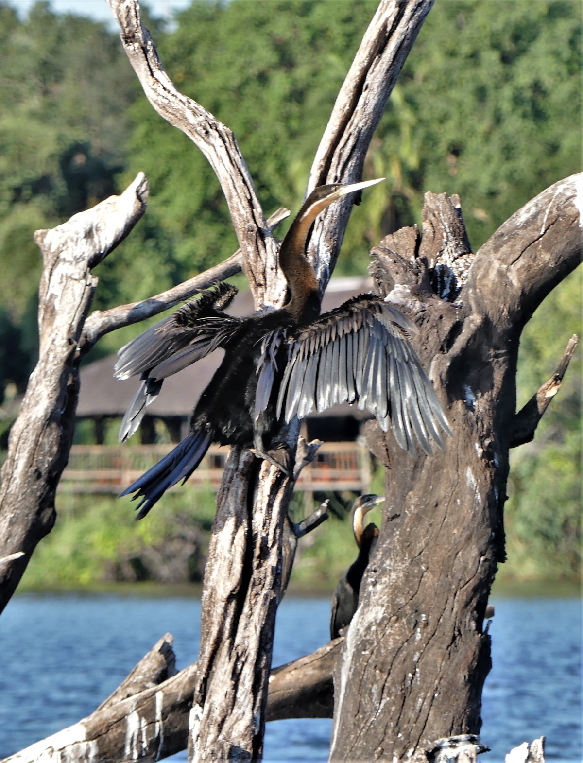 African darter on a branch