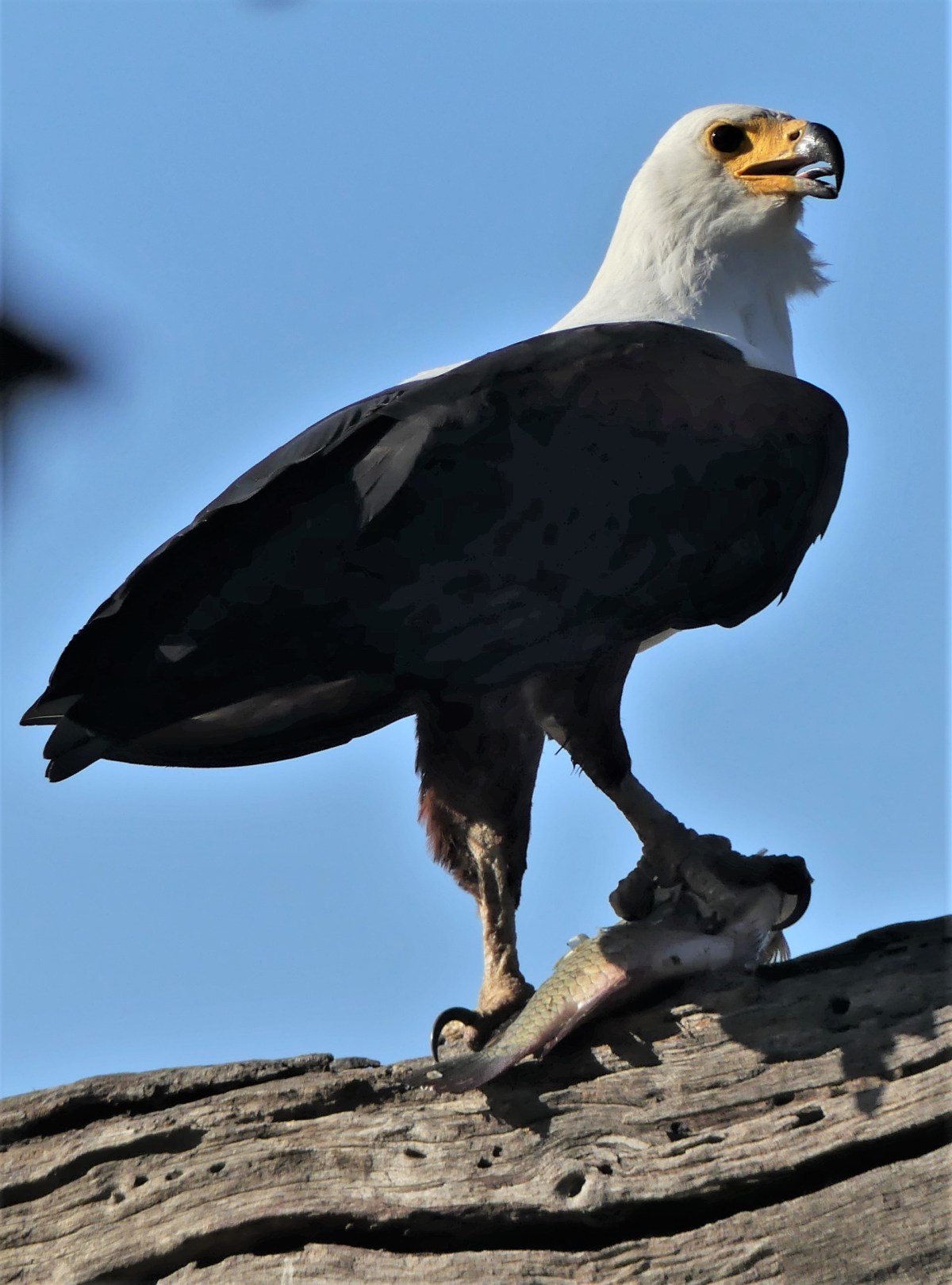 African fish eagle with fish (2)
