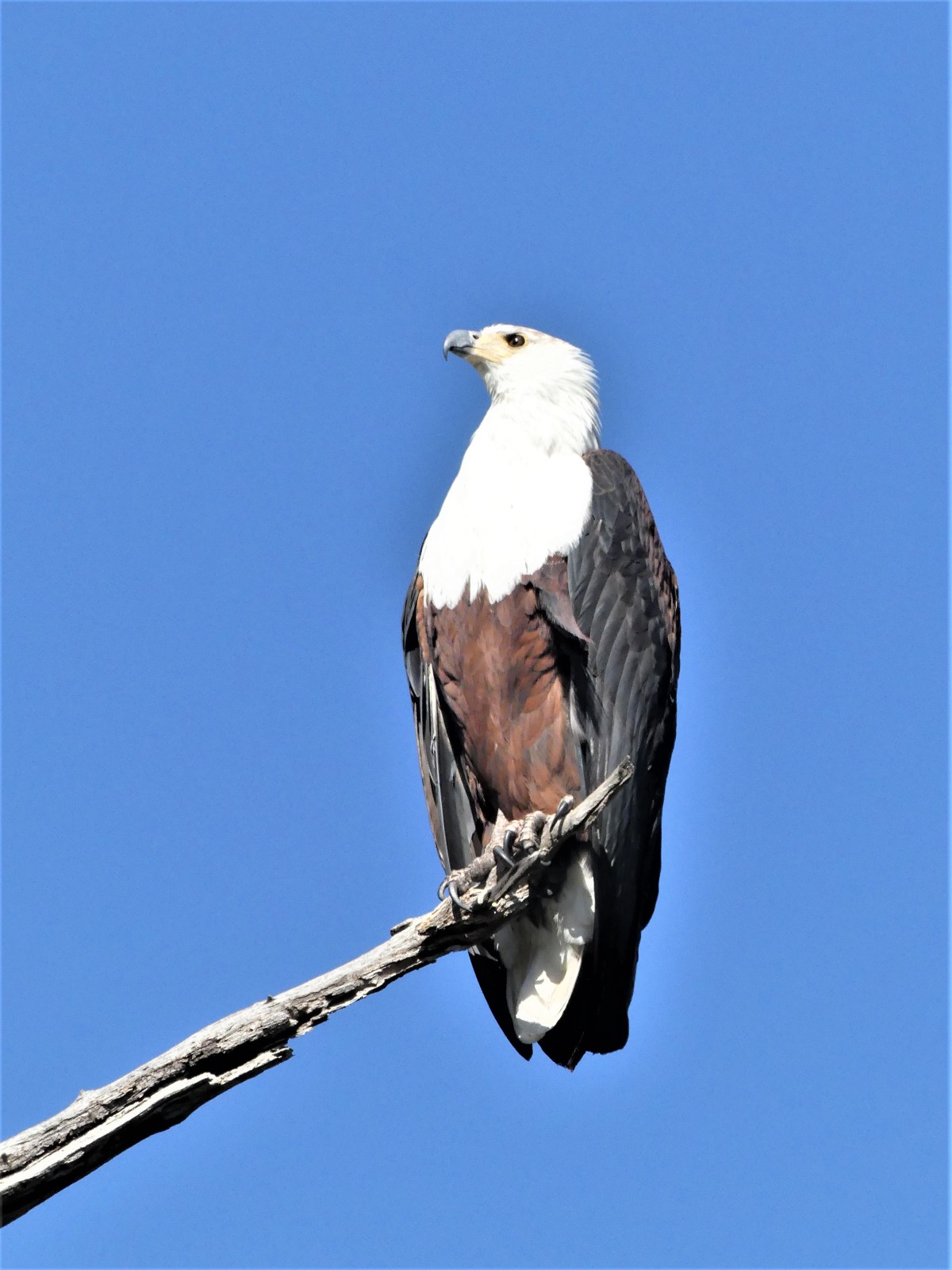 African fish eagle