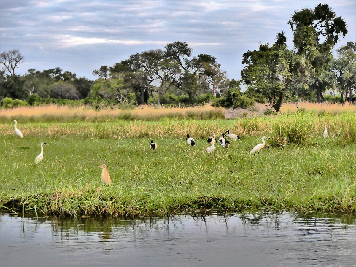 African sacred ibis