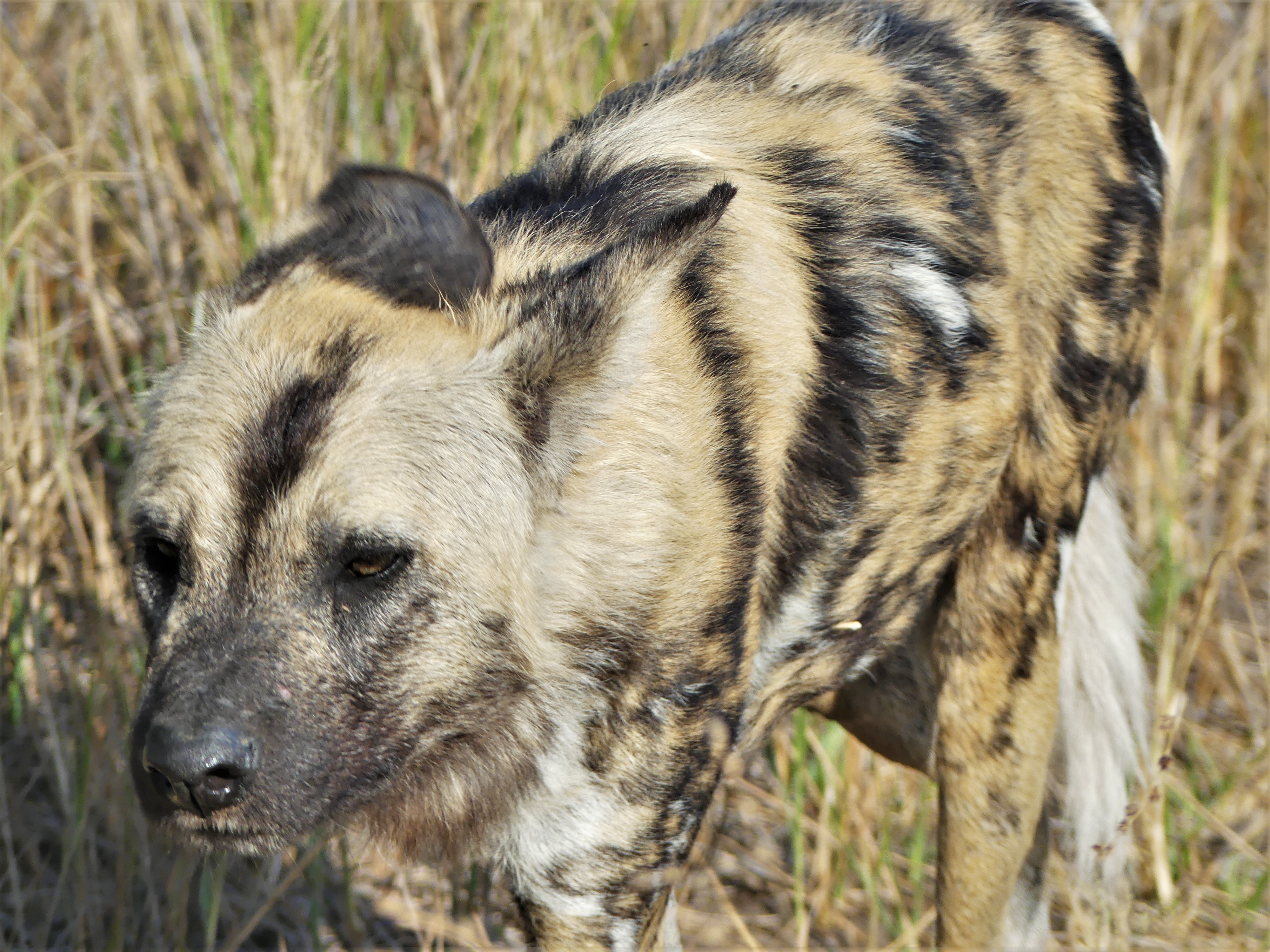 African Wild Dog