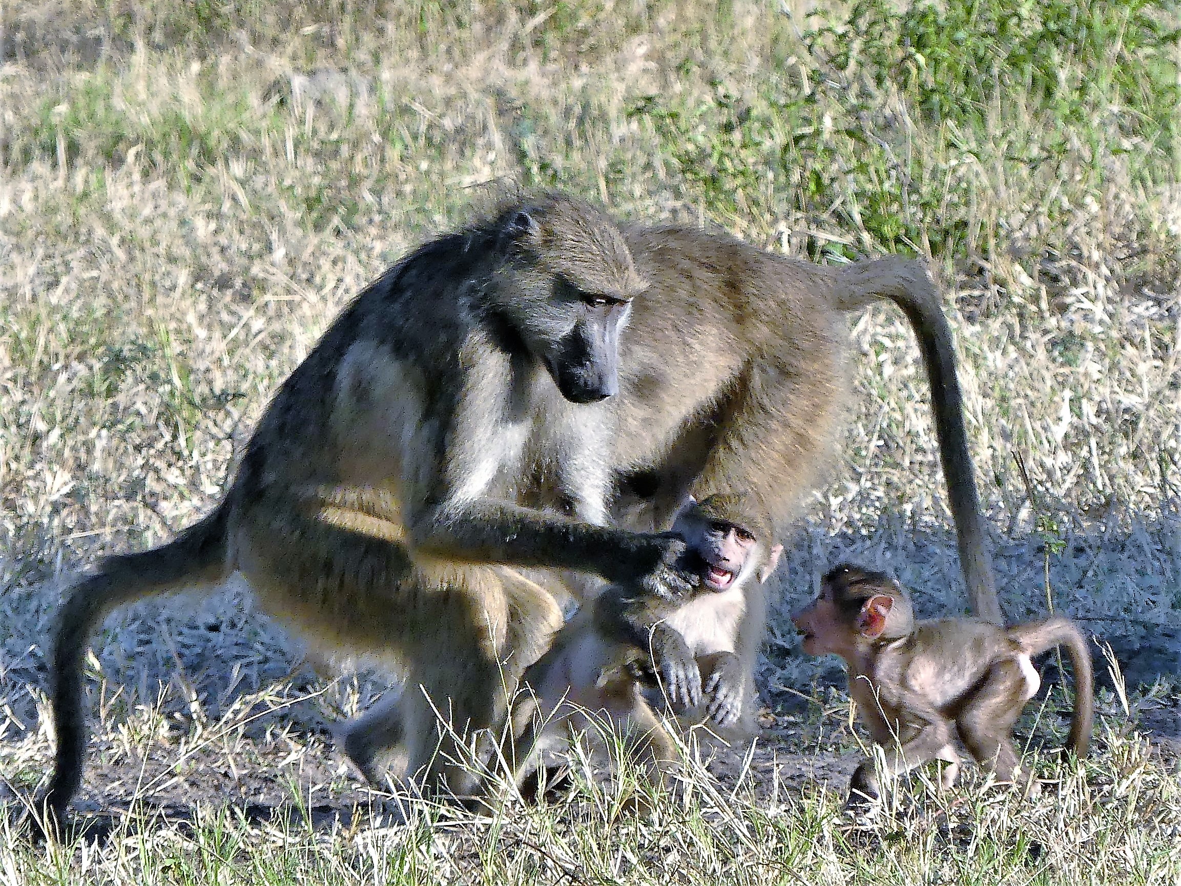 baboon discipline (2)