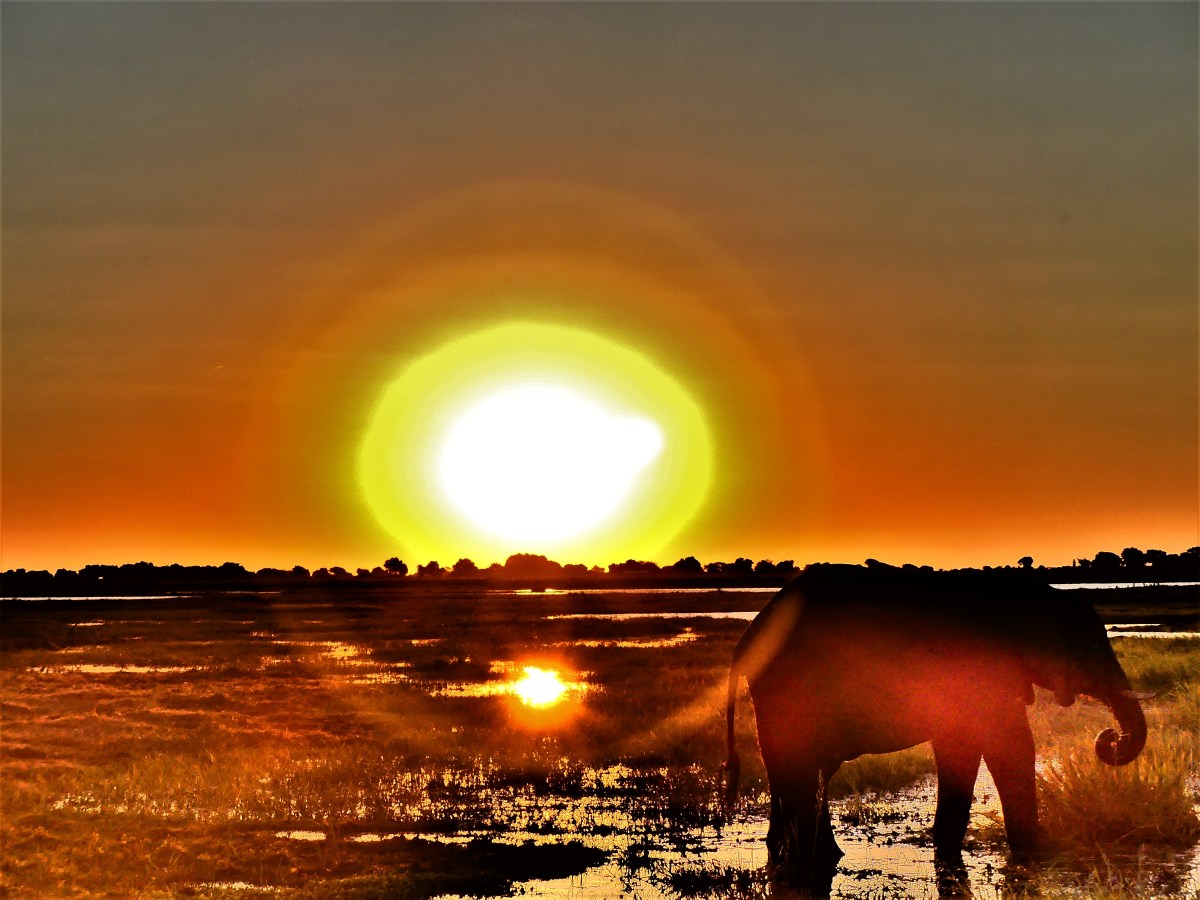 banded sun with elephant