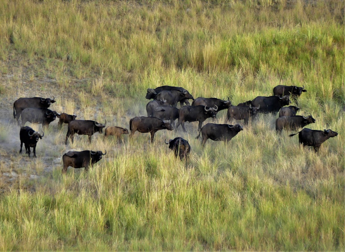Cape buffalo herd