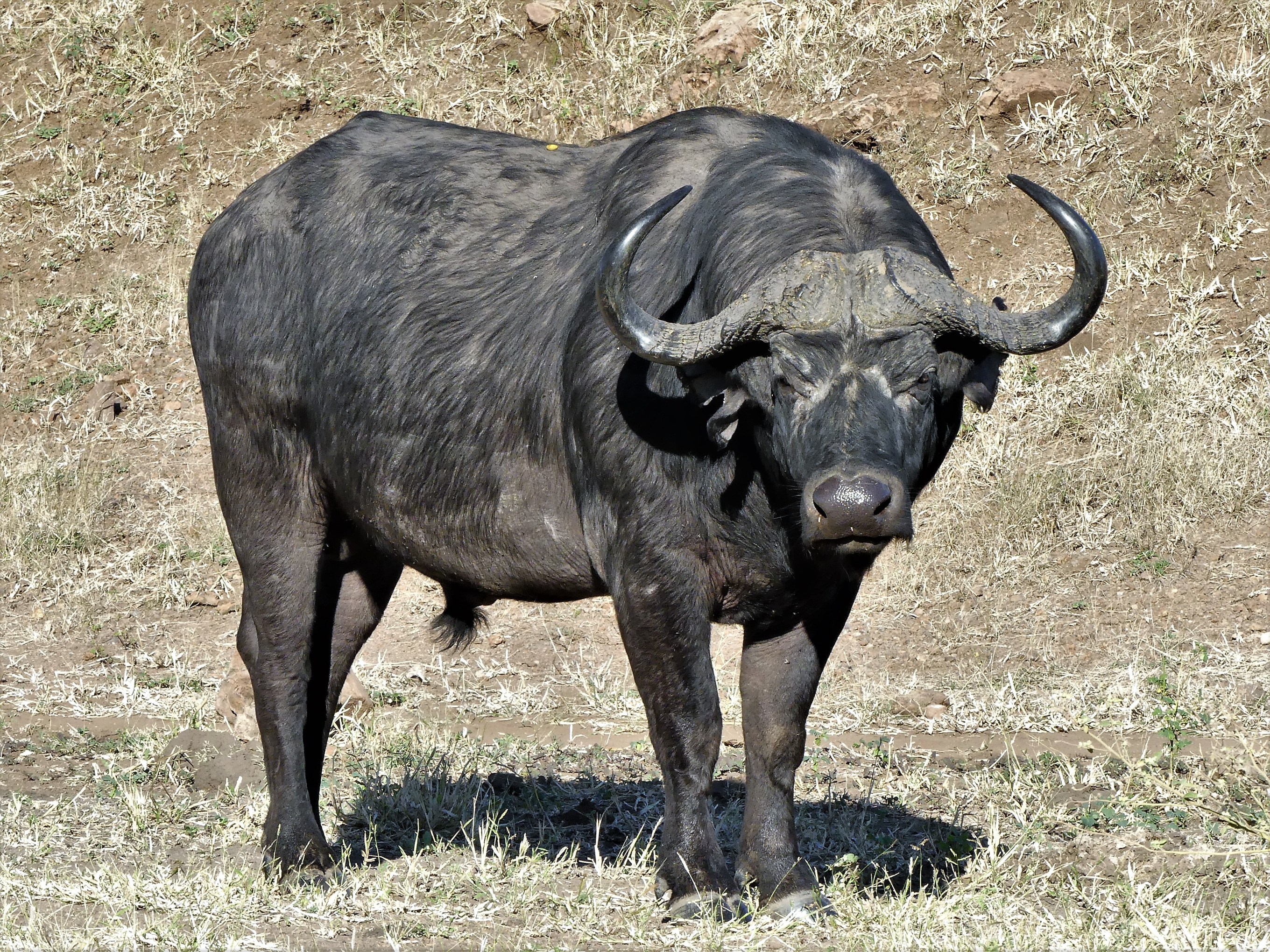 Cape buffalo