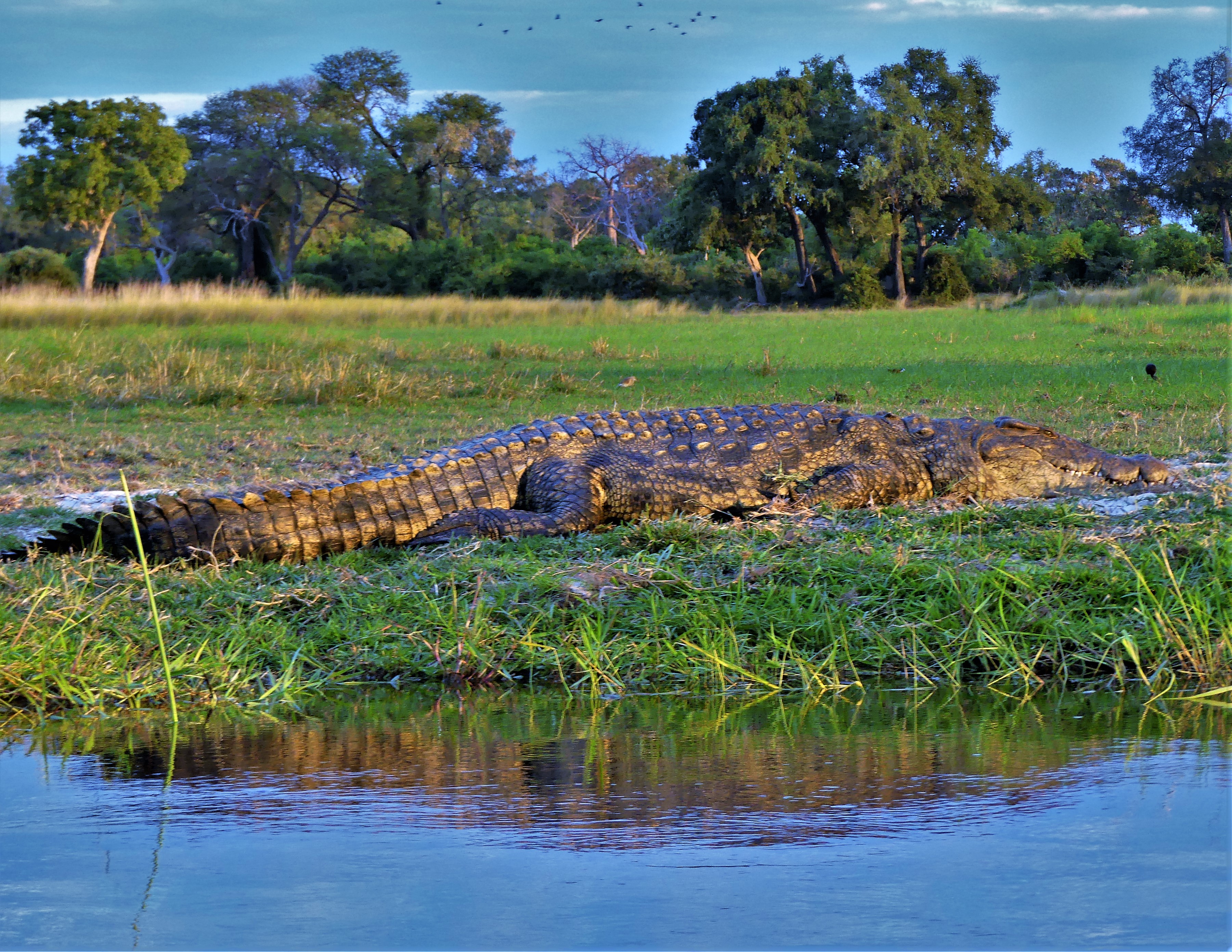 croc at sundown