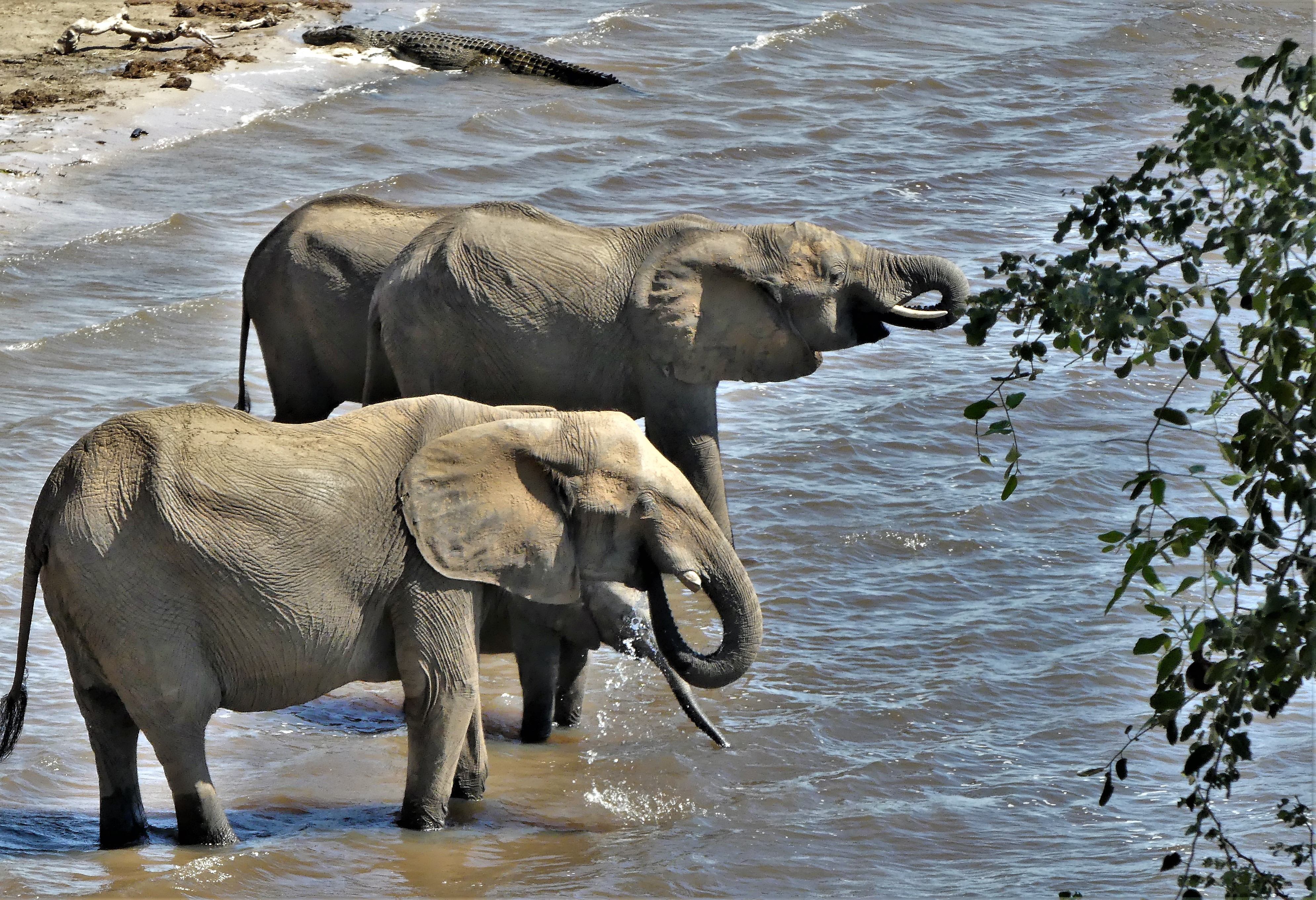 elephants and croc