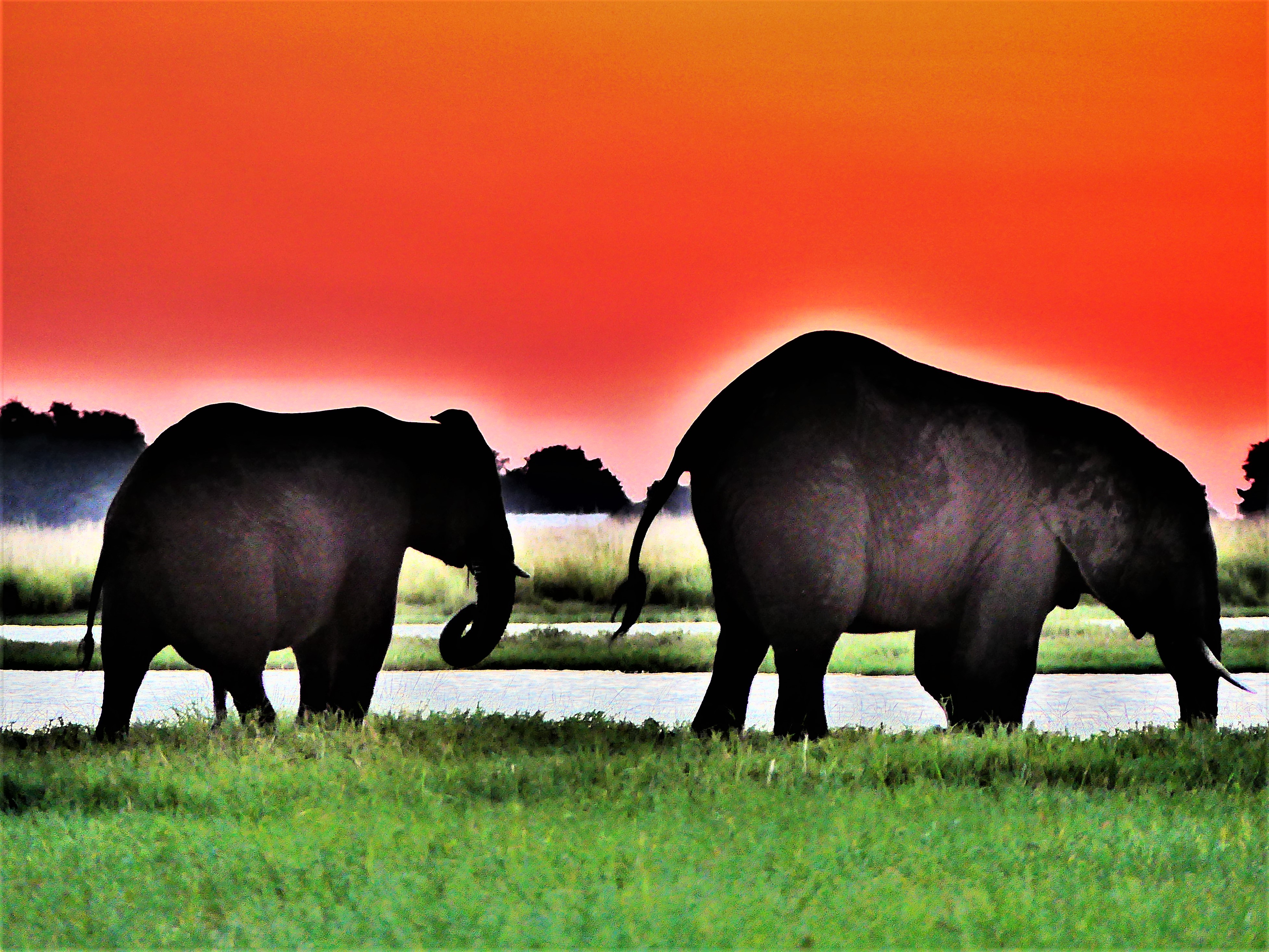 elephants under an orange sky